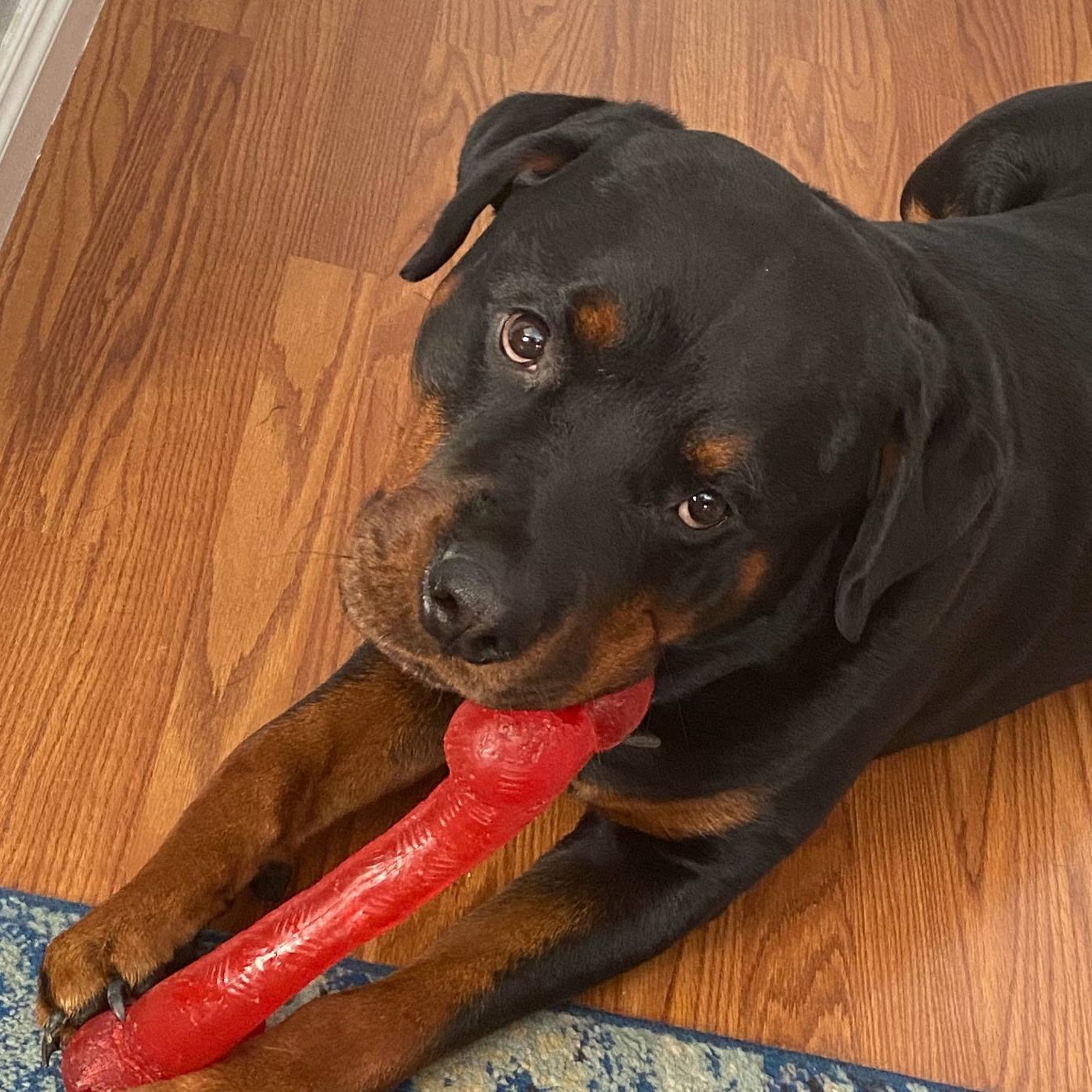 Debo, a Adoptable Rottweiler in Redmond, WA image 1/5