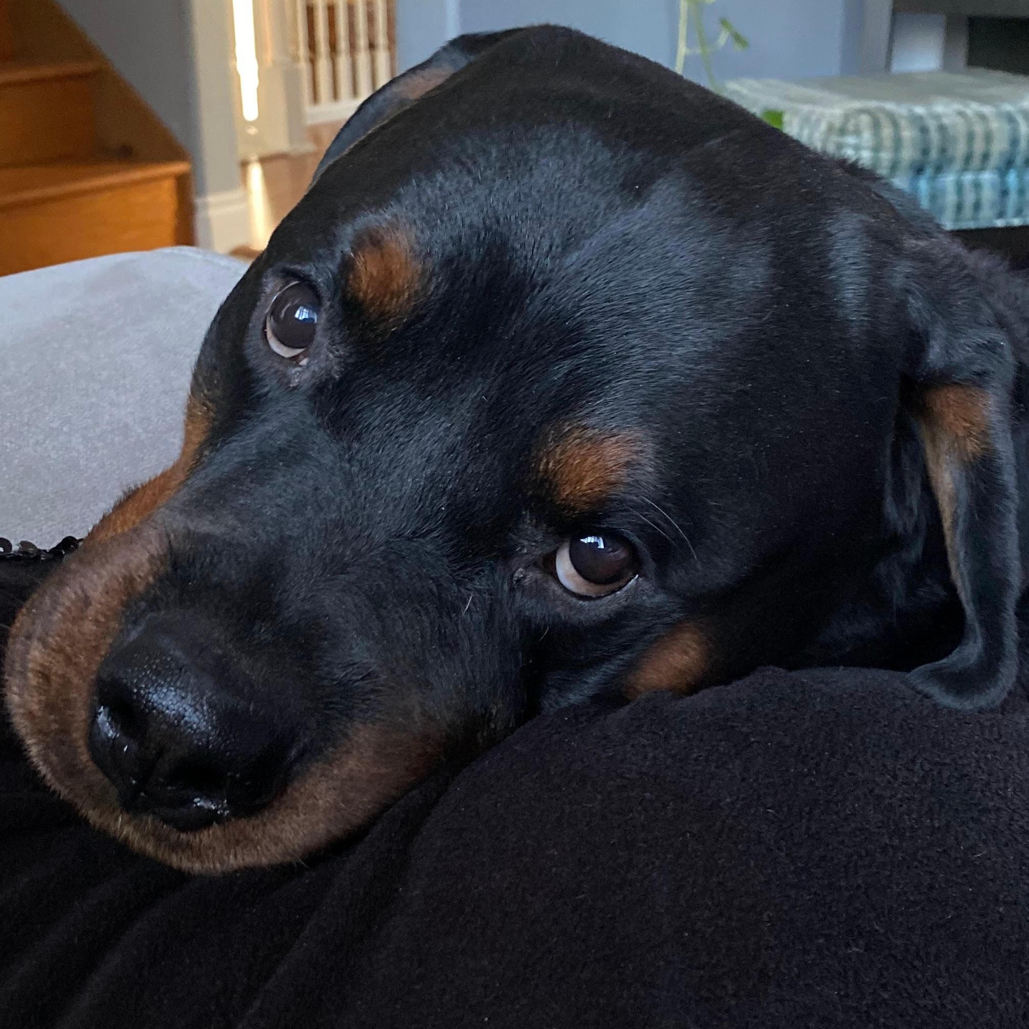 Debo, a Adoptable Rottweiler in Redmond, WA image 2/5