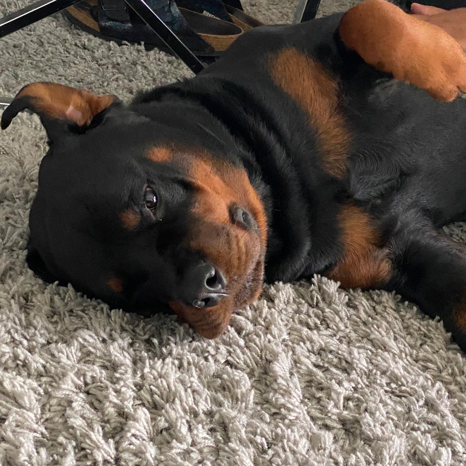 Debo, a Adoptable Rottweiler in Redmond, WA image 3/5