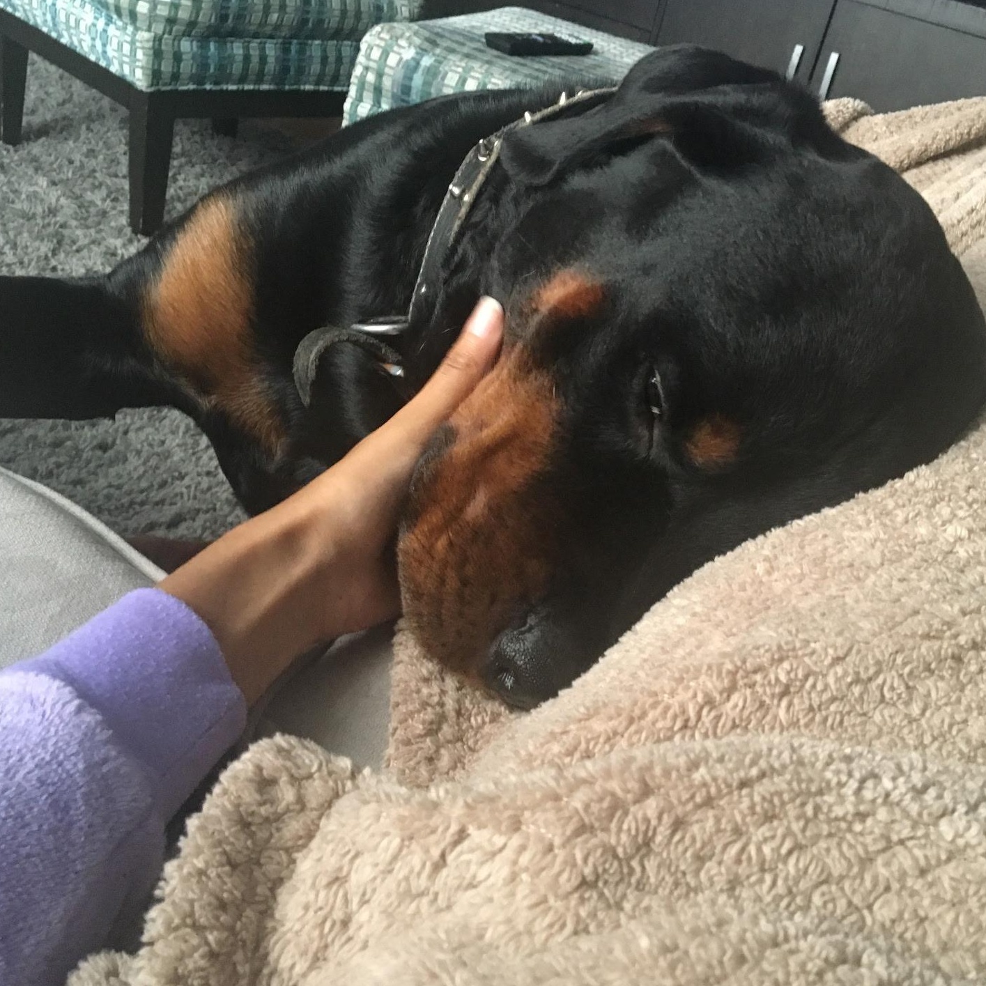 Debo, a Adoptable Rottweiler in Redmond, WA image 4/5