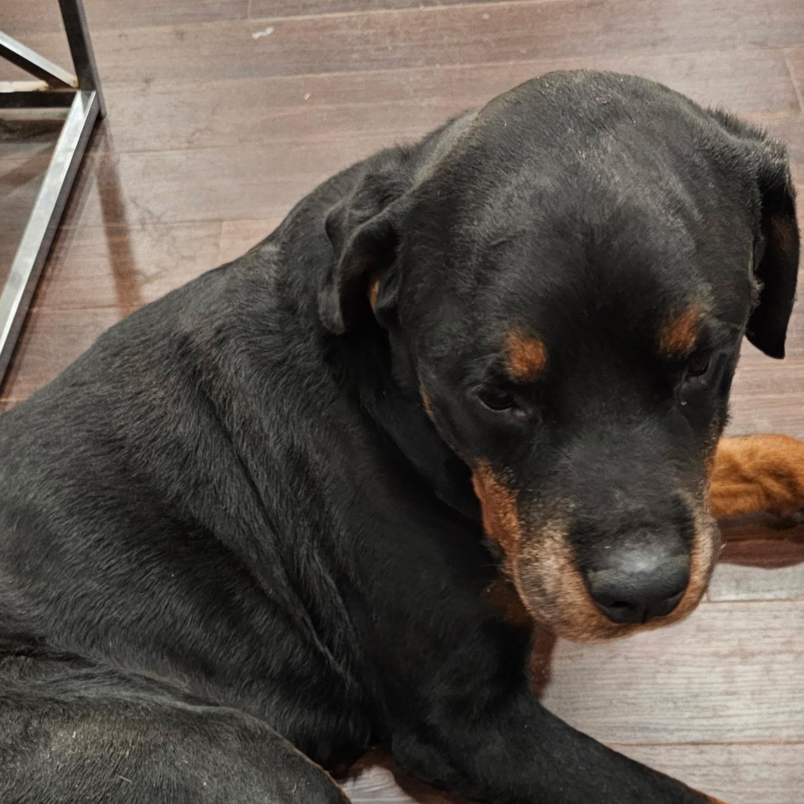 Debo, a Adoptable Rottweiler in Redmond, WA image 5/5