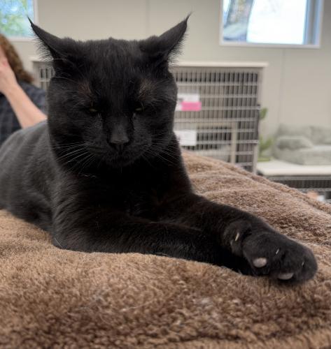 Shelby, a Adoptable Domestic Short Hair in Webster, MA image 1/2