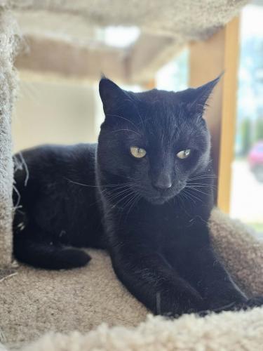Shelby, a Adoptable Domestic Short Hair in Webster, MA image 2/2