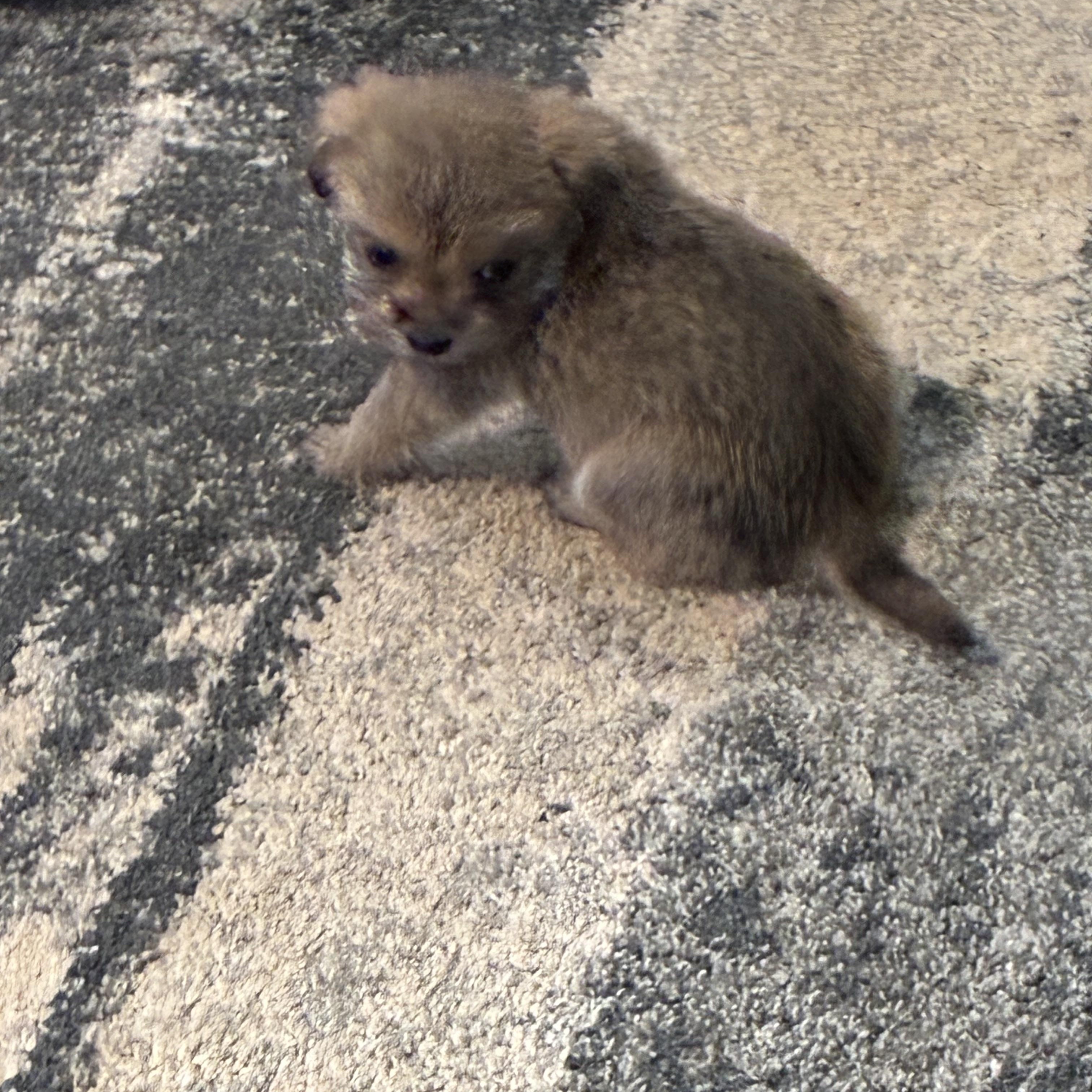 Enlarge Ruby, a ADOPTABLE mixed breed in Woodruff, SC image 6/6