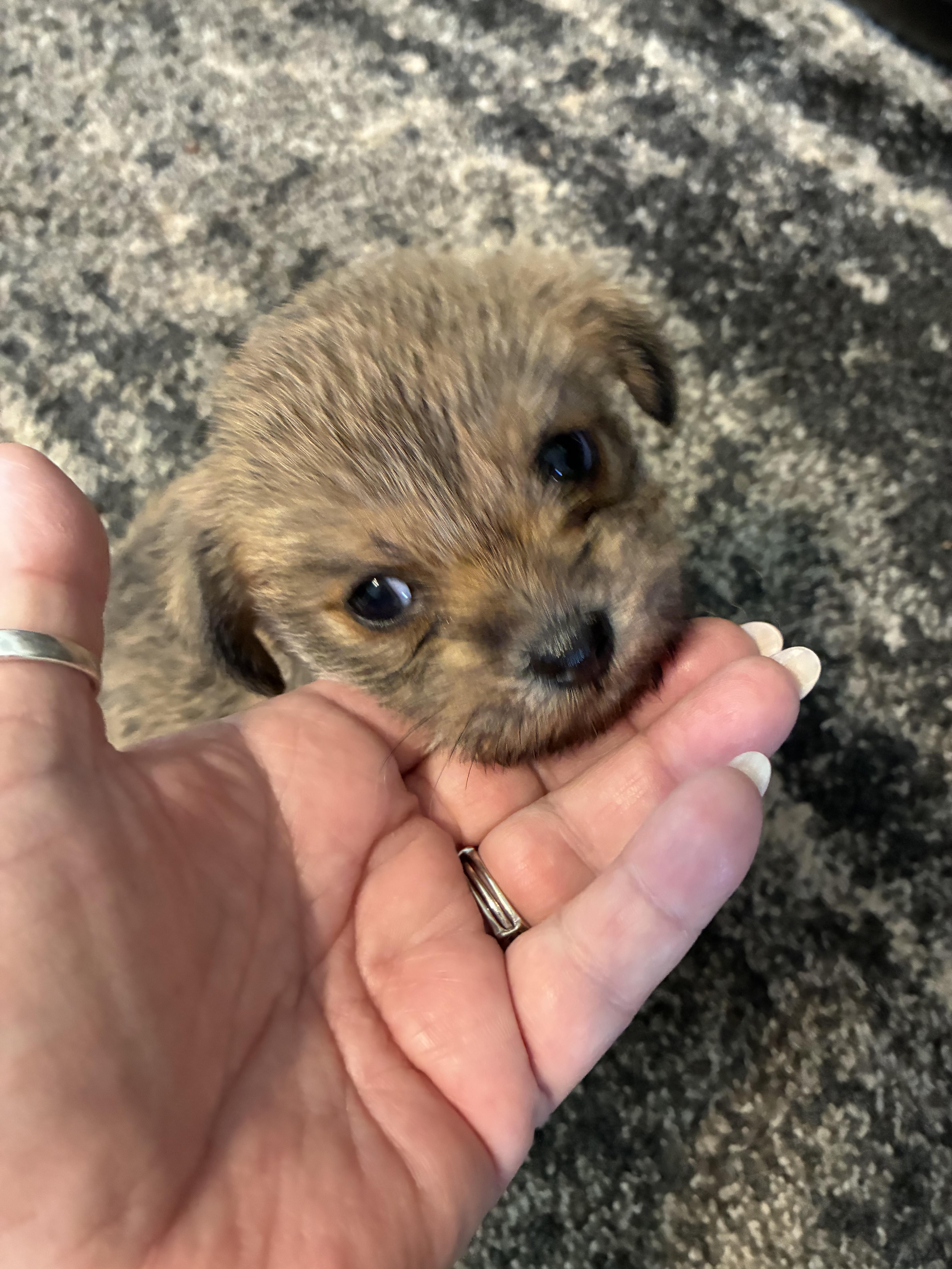 Enlarge Ruby, a ADOPTABLE mixed breed in Woodruff, SC image 3/6