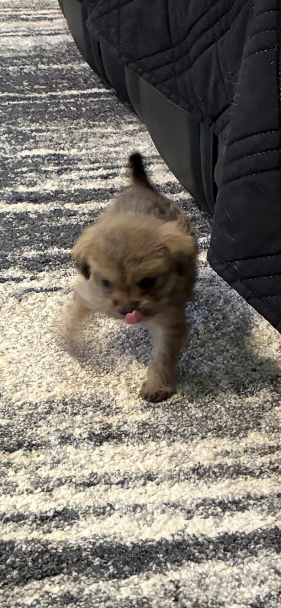 Enlarge Ruby, a ADOPTABLE mixed breed in Woodruff, SC image 1/6