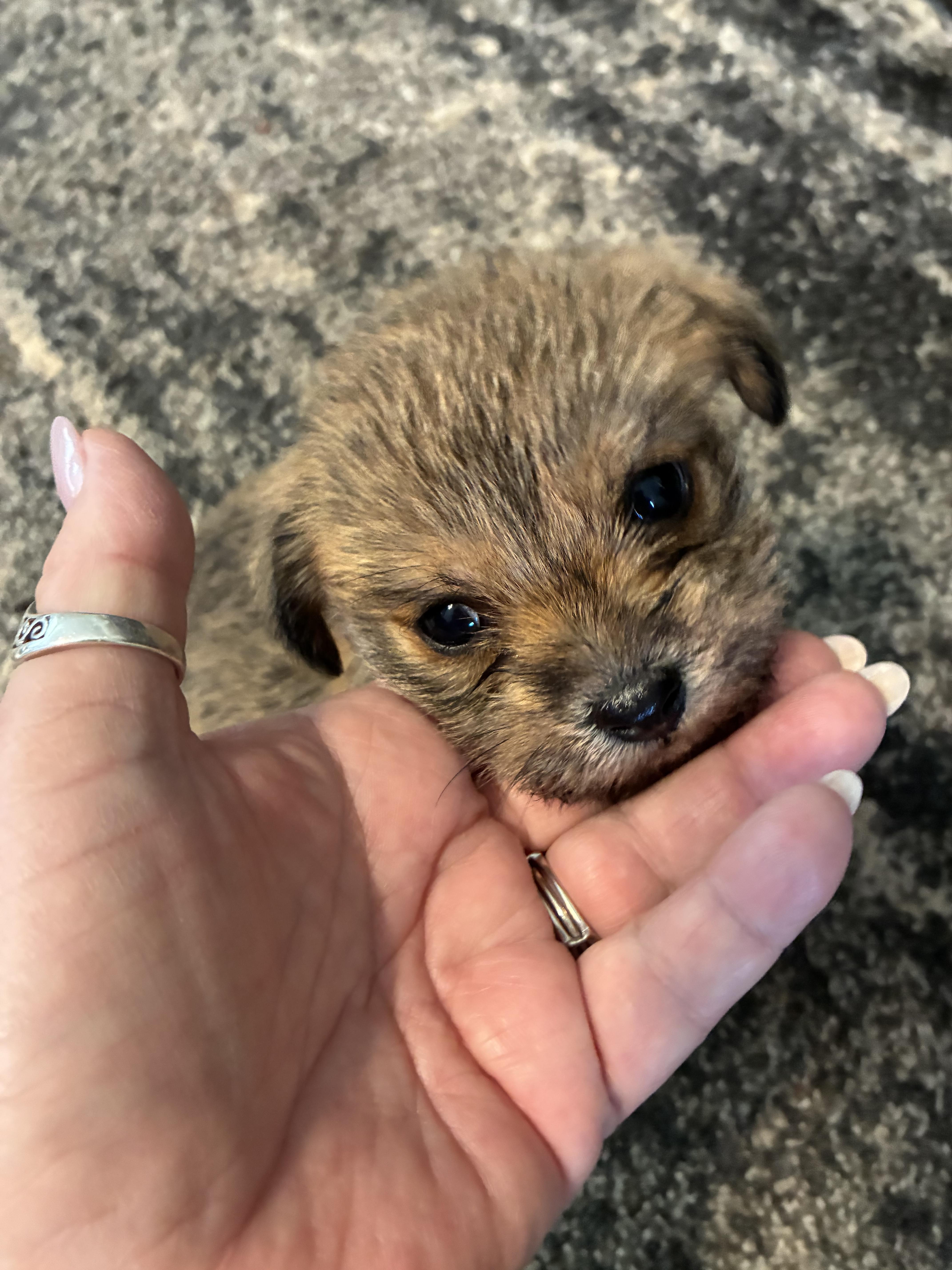 Enlarge Ruby, a ADOPTABLE mixed breed in Woodruff, SC image 2/6