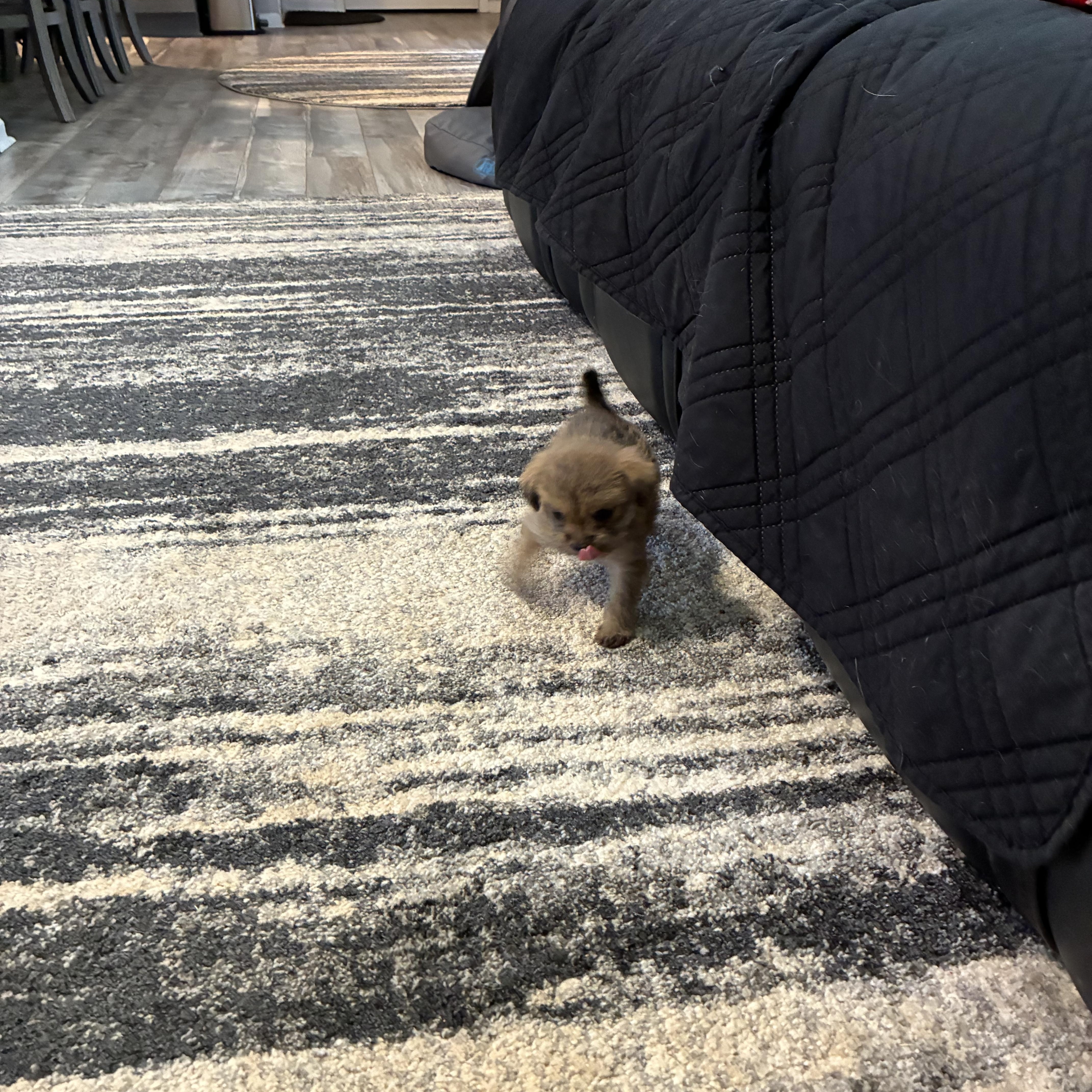 Enlarge Ruby, a ADOPTABLE mixed breed in Woodruff, SC image 5/6