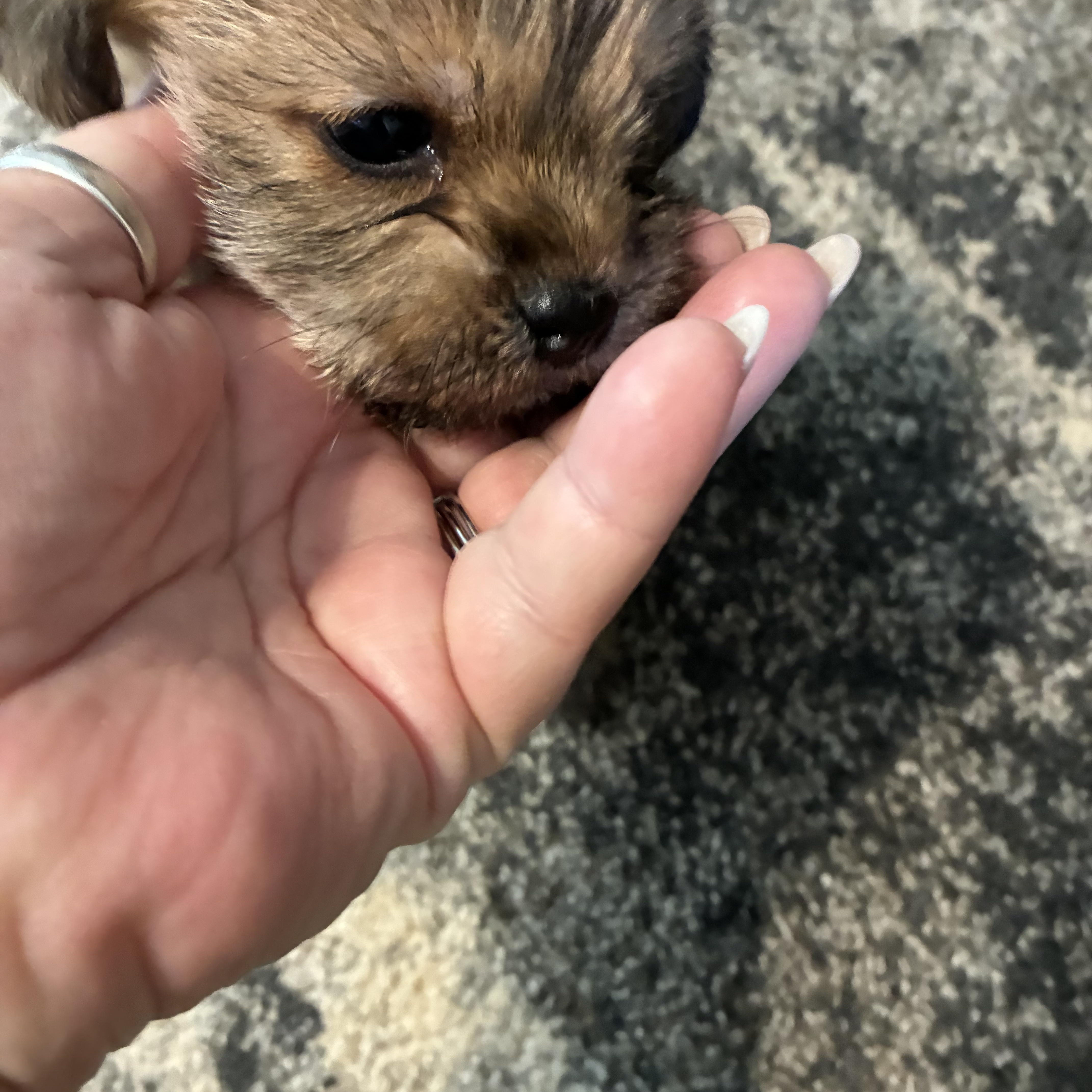 Enlarge Ruby, a ADOPTABLE mixed breed in Woodruff, SC image 4/6
