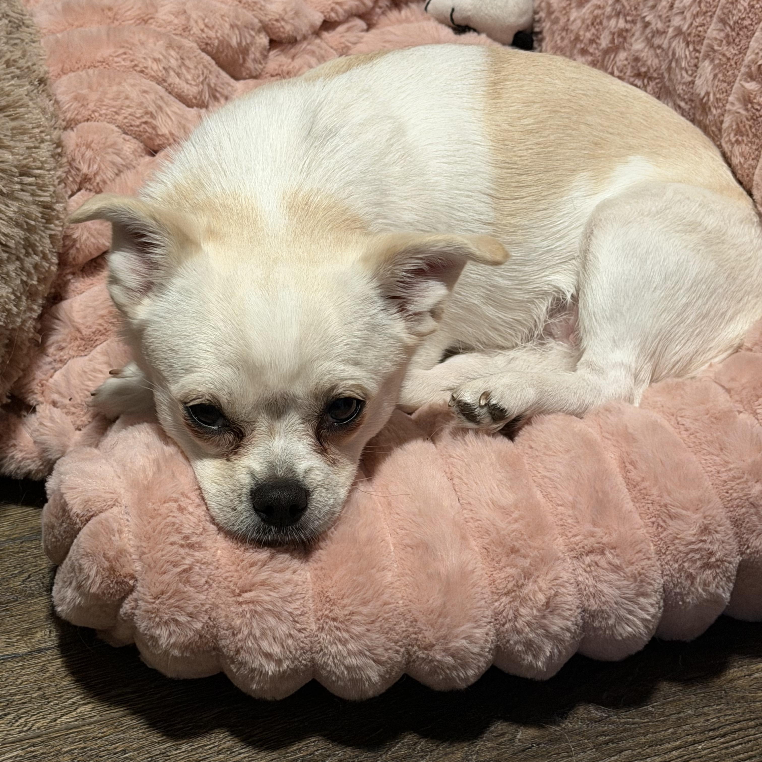 Enlarge Moxie, a ADOPTABLE mixed breed in Bettendorf, IA image 2/6