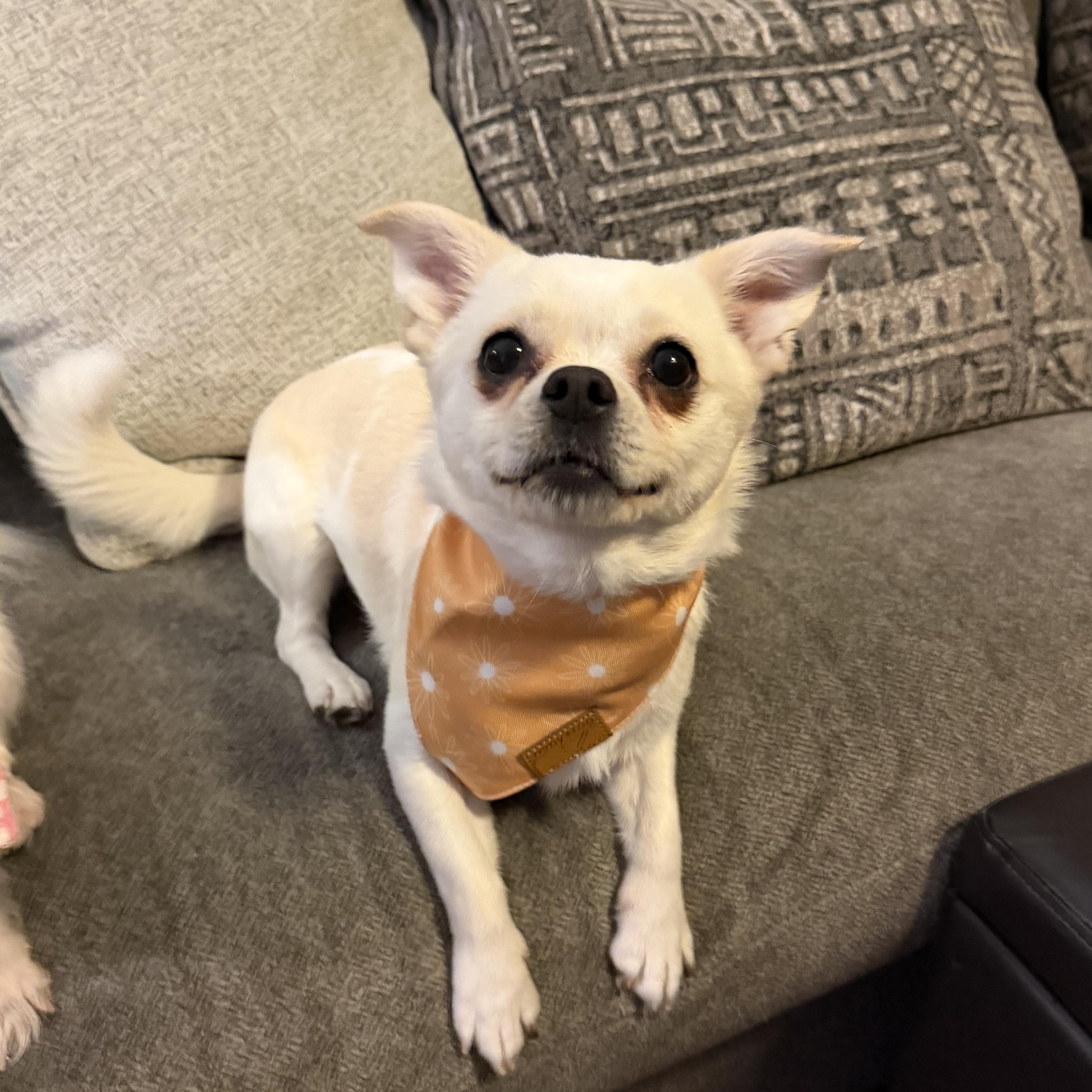 Enlarge Moxie, a ADOPTABLE mixed breed in Bettendorf, IA image 3/6