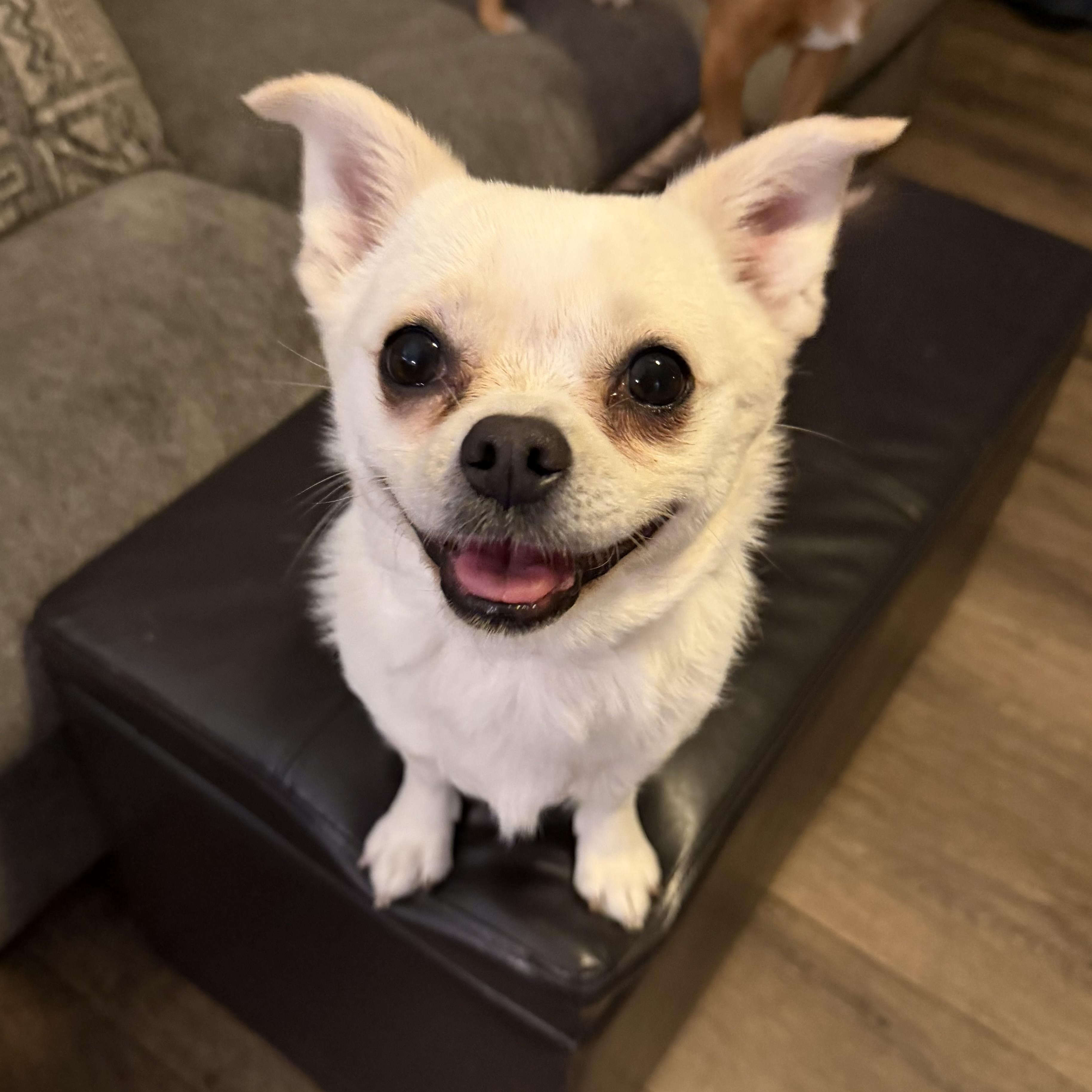 Enlarge Moxie, a ADOPTABLE mixed breed in Bettendorf, IA image 4/6