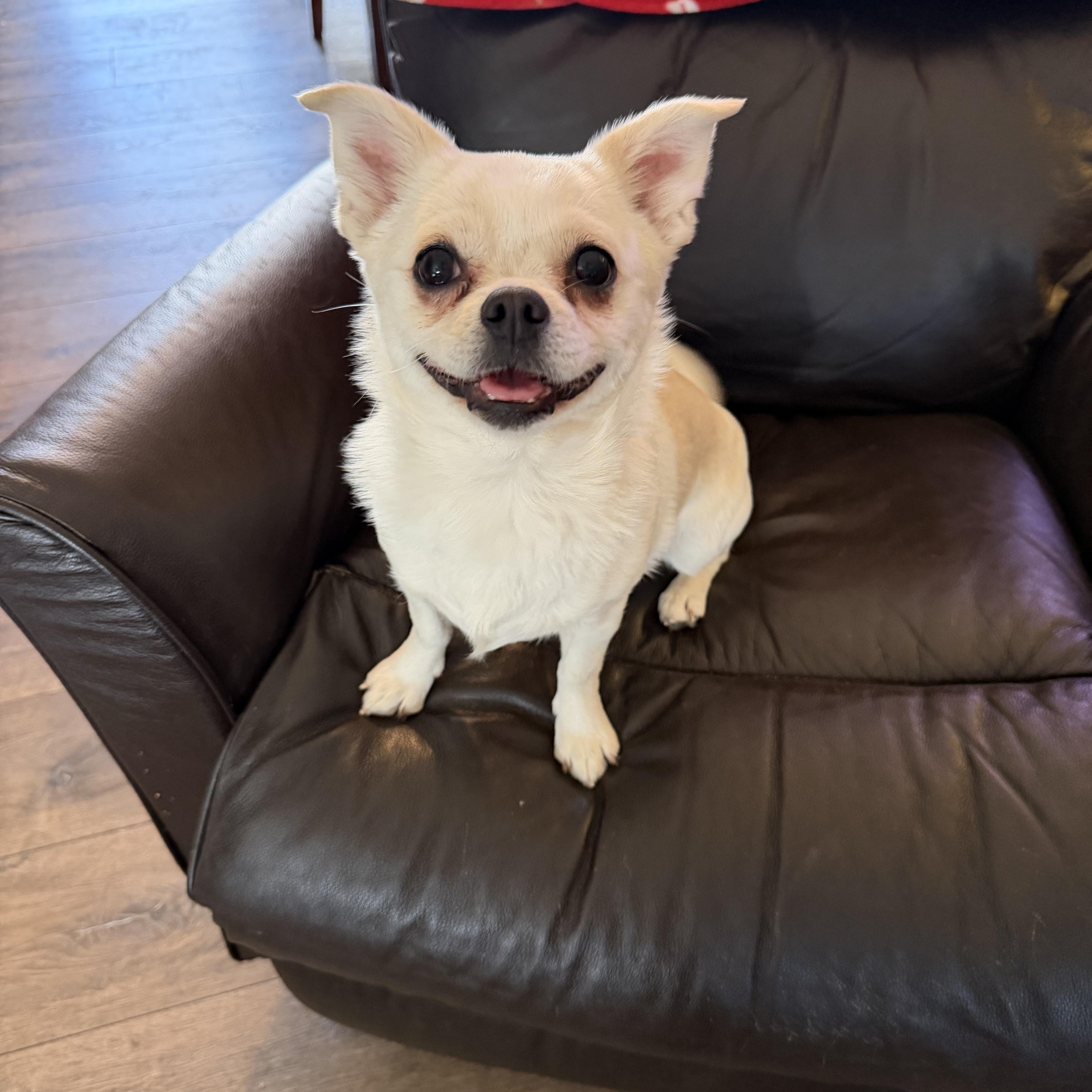 Enlarge Moxie, a ADOPTABLE mixed breed in Bettendorf, IA image 1/6