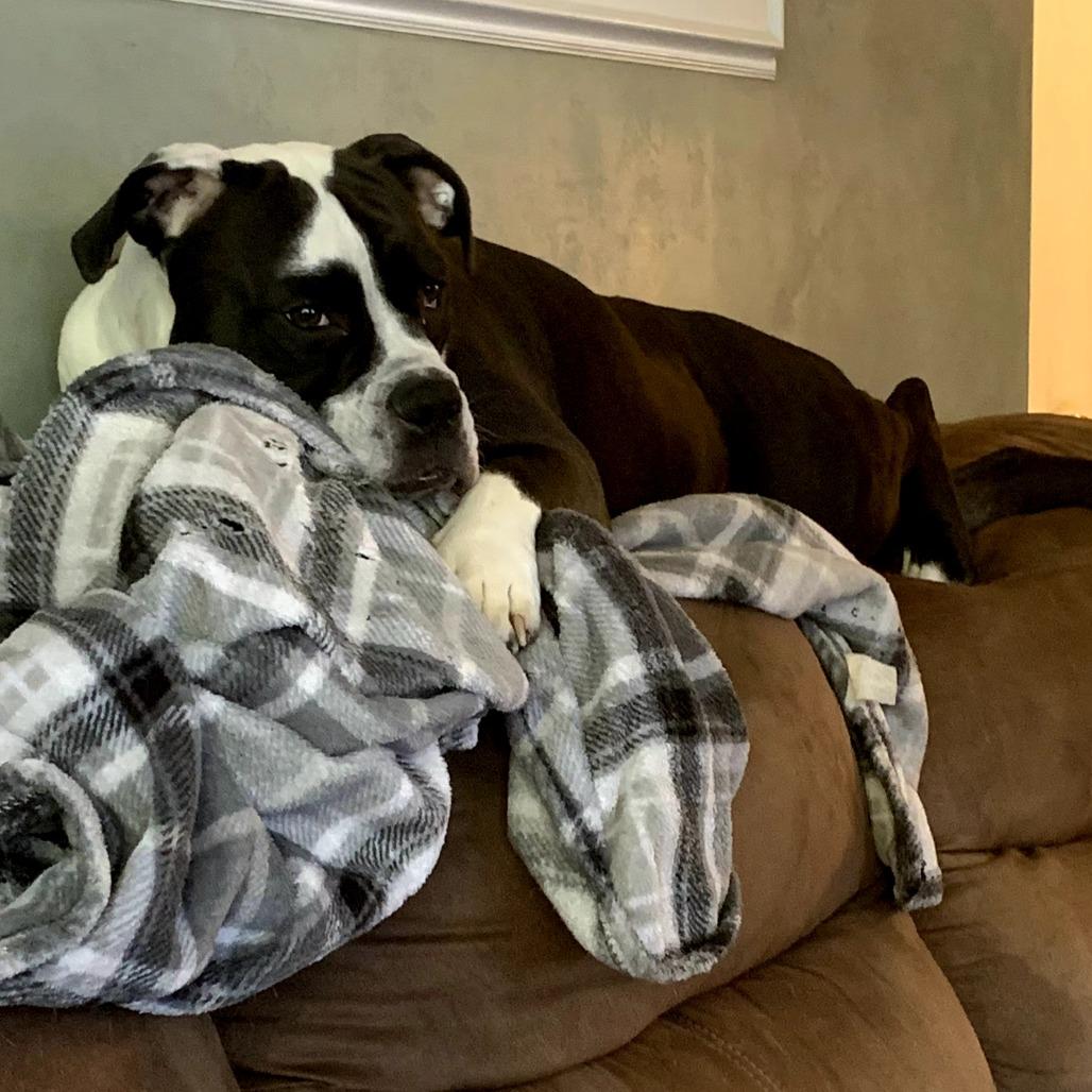 Adrian, Adoptable, Adult Female English Bulldog.