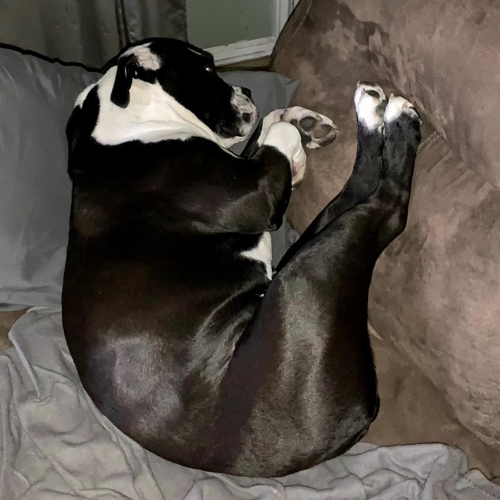 Adrian, a Adoptable English Bulldog in Ferndale, MI image 2/5