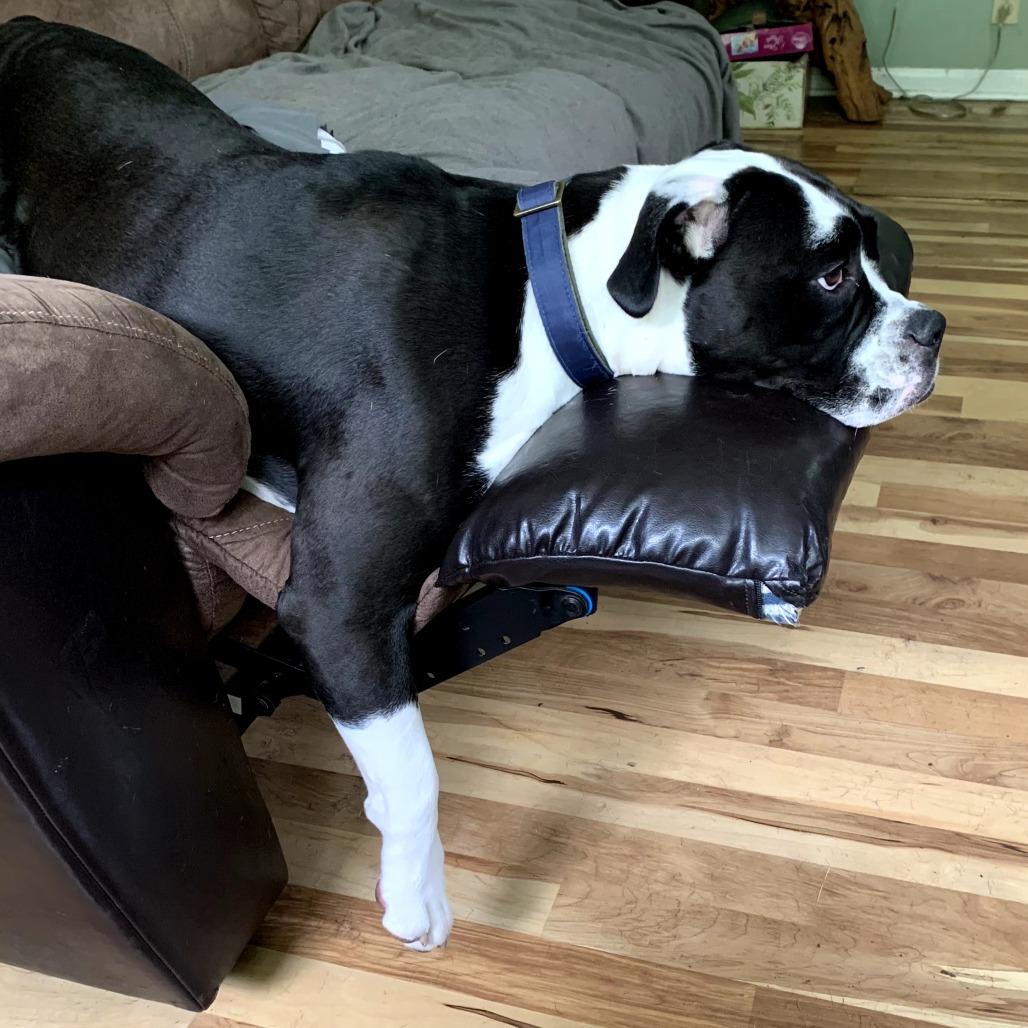 Adrian, a Adoptable English Bulldog in Ferndale, MI image 3/5
