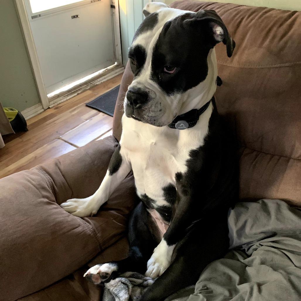 Adrian, a Adoptable English Bulldog in Ferndale, MI image 4/5