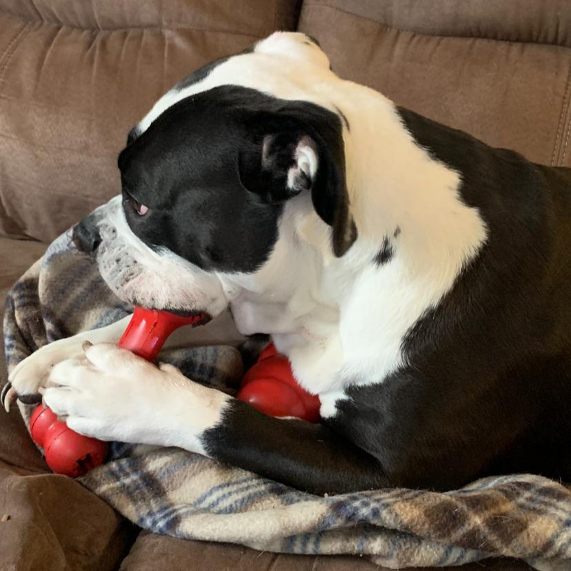 Adrian, a Adoptable English Bulldog in Ferndale, MI image 5/5