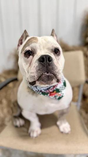 Diesel, Adoptable, Adult Male American Bulldog & American Bully.