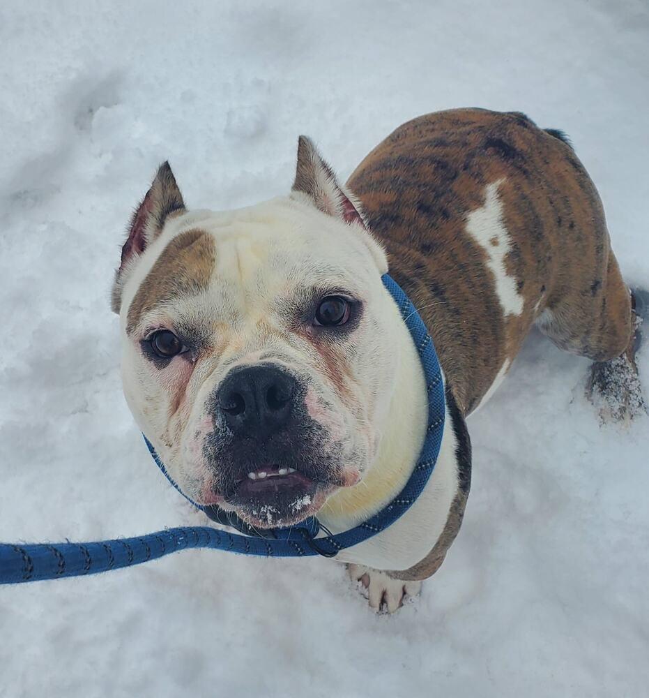 Enlarge Diesel, a Adoptable mixed breed in Muskegon, MI image 2/2