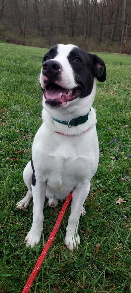 Porky, Adoptable, Young Male Jack Russell Terrier & Mixed Breed.