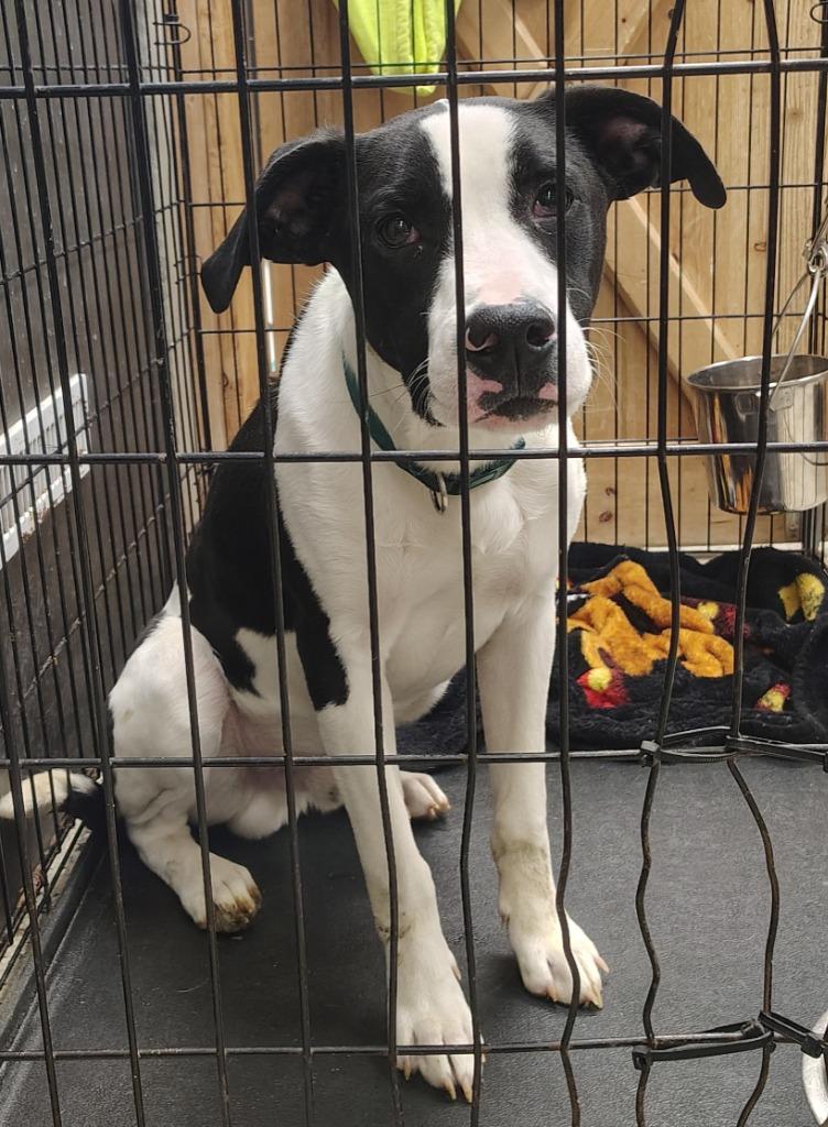 Porky, a Adoptable mixed breed in Saint Clairsville, OH image 2/2