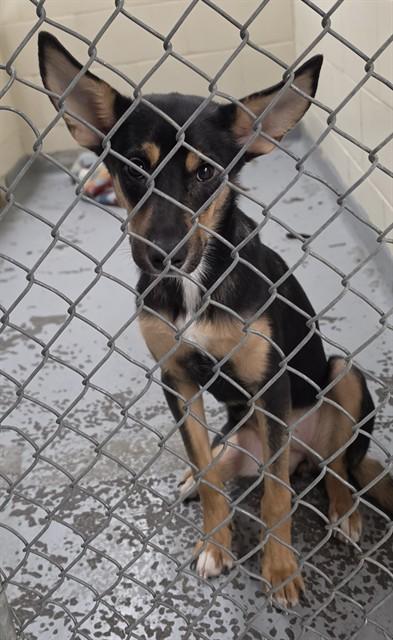 Enlarge DYLAN, a Adoptable mixed breed in Anchorage, AK image 1/1