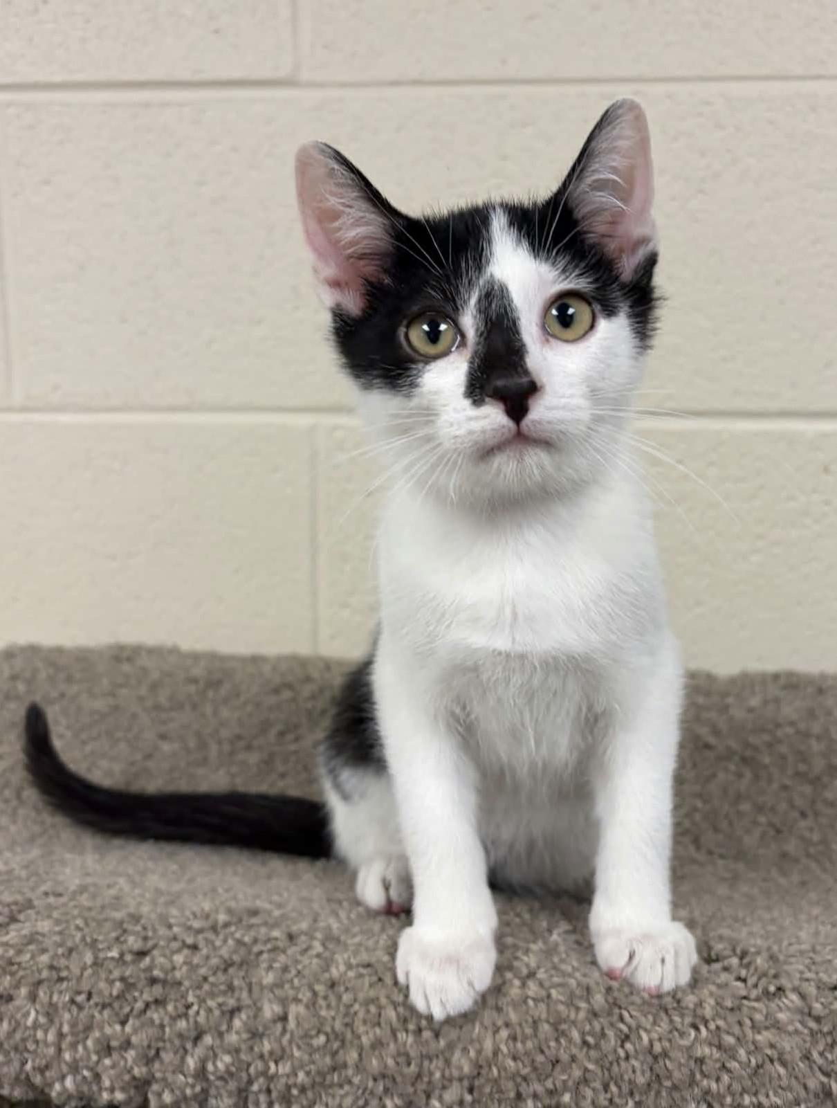 Enlarge Tofu, a ADOPTABLE Domestic Short Hair in Valparaiso, IN image 1/1