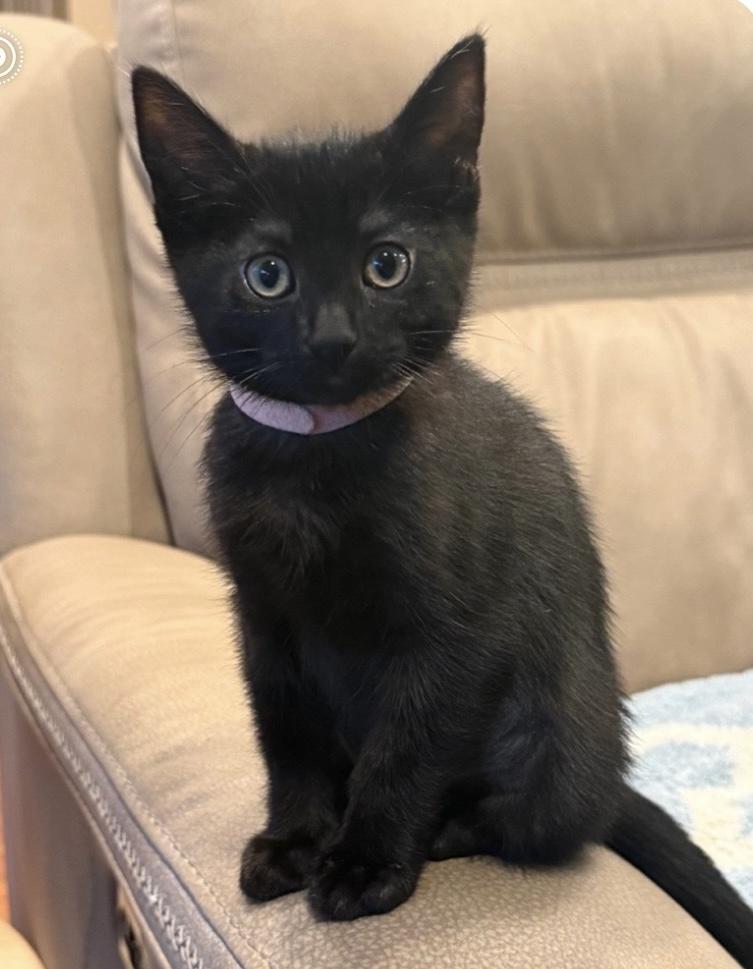 Chess, ADOPTABLE, Kitten Female Domestic Short Hair.