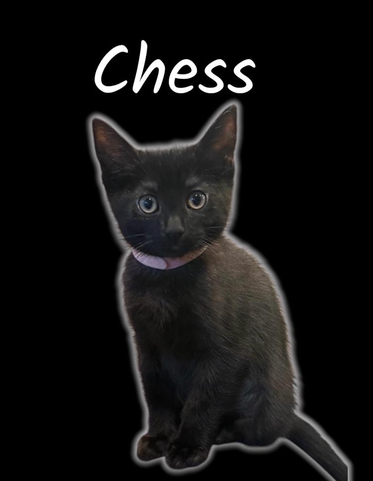 Enlarge Chess, a ADOPTABLE Domestic Short Hair in Auburn, CA image 2/2