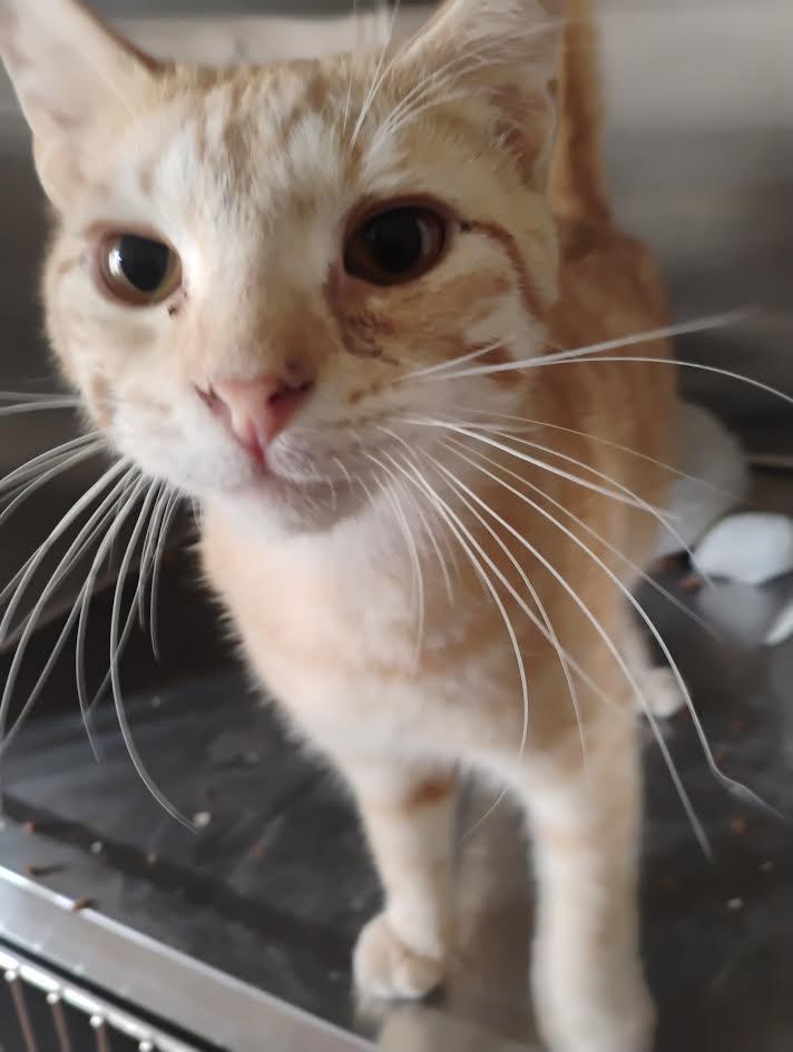 Cheeto Puff, Young Male Tabby