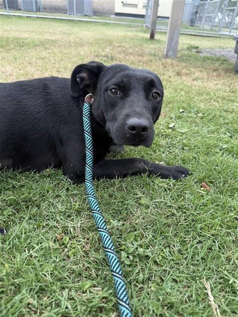 JULIETTE, Adoptable, Young Female Labrador Retriever.