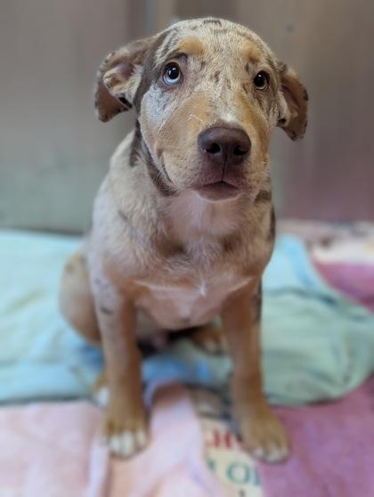 Moose, a ADOPTABLE mixed breed in Inverness, FL image 2/2