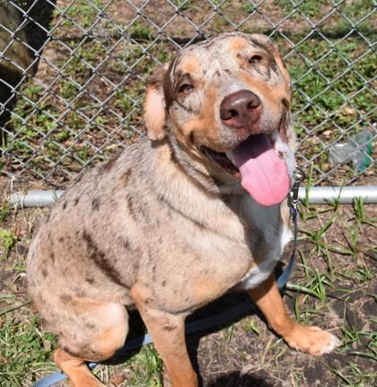 Moose, ADOPTABLE, Young Male Catahoula Leopard Dog & Hound.
