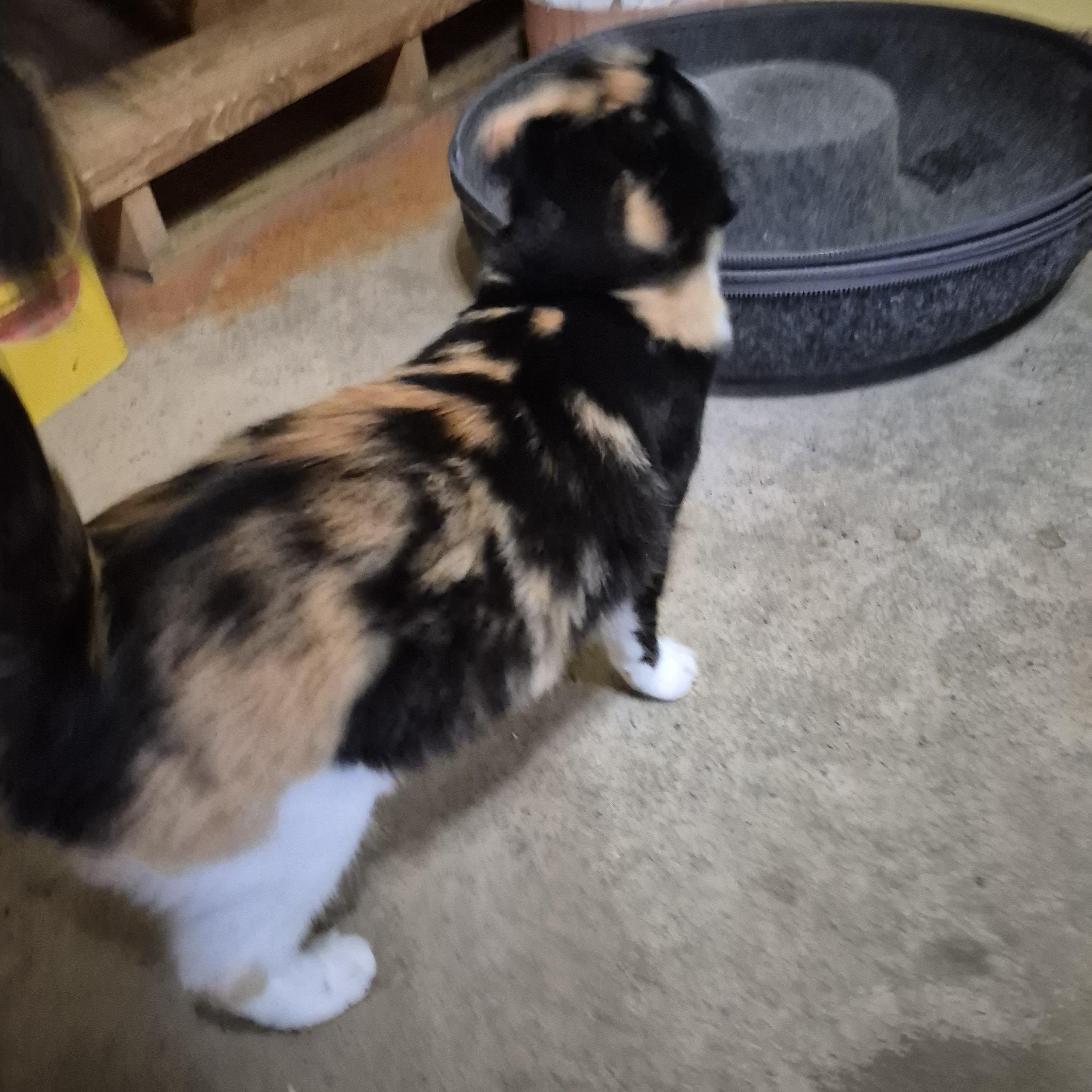 Enlarge Brie- Courtesy Post, a Adopted mixed breed in Concord, NC image 6/6