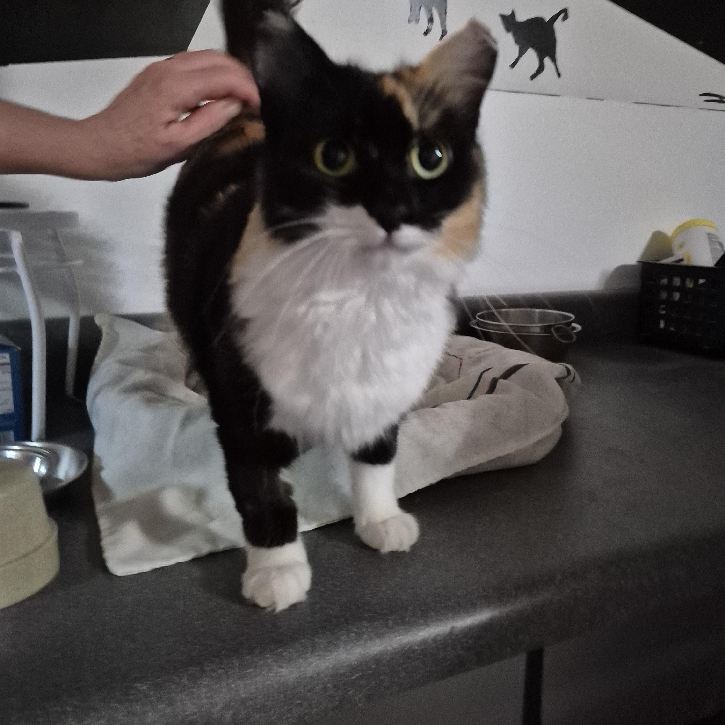 Brie- Courtesy Post, Adopted, Adult Female Domestic Medium Hair & Calico.