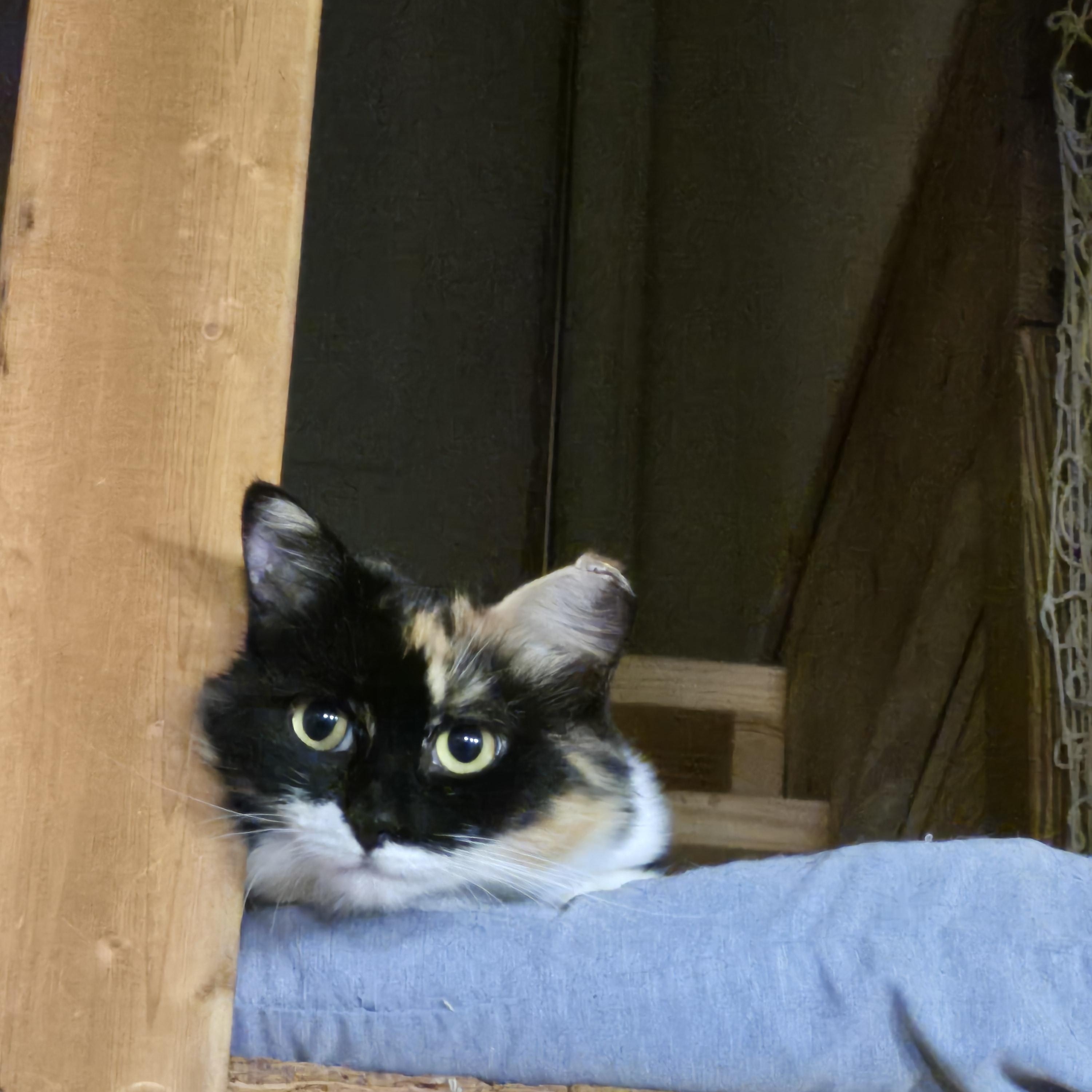 Enlarge Brie- Courtesy Post, a Adopted mixed breed in Concord, NC image 2/6