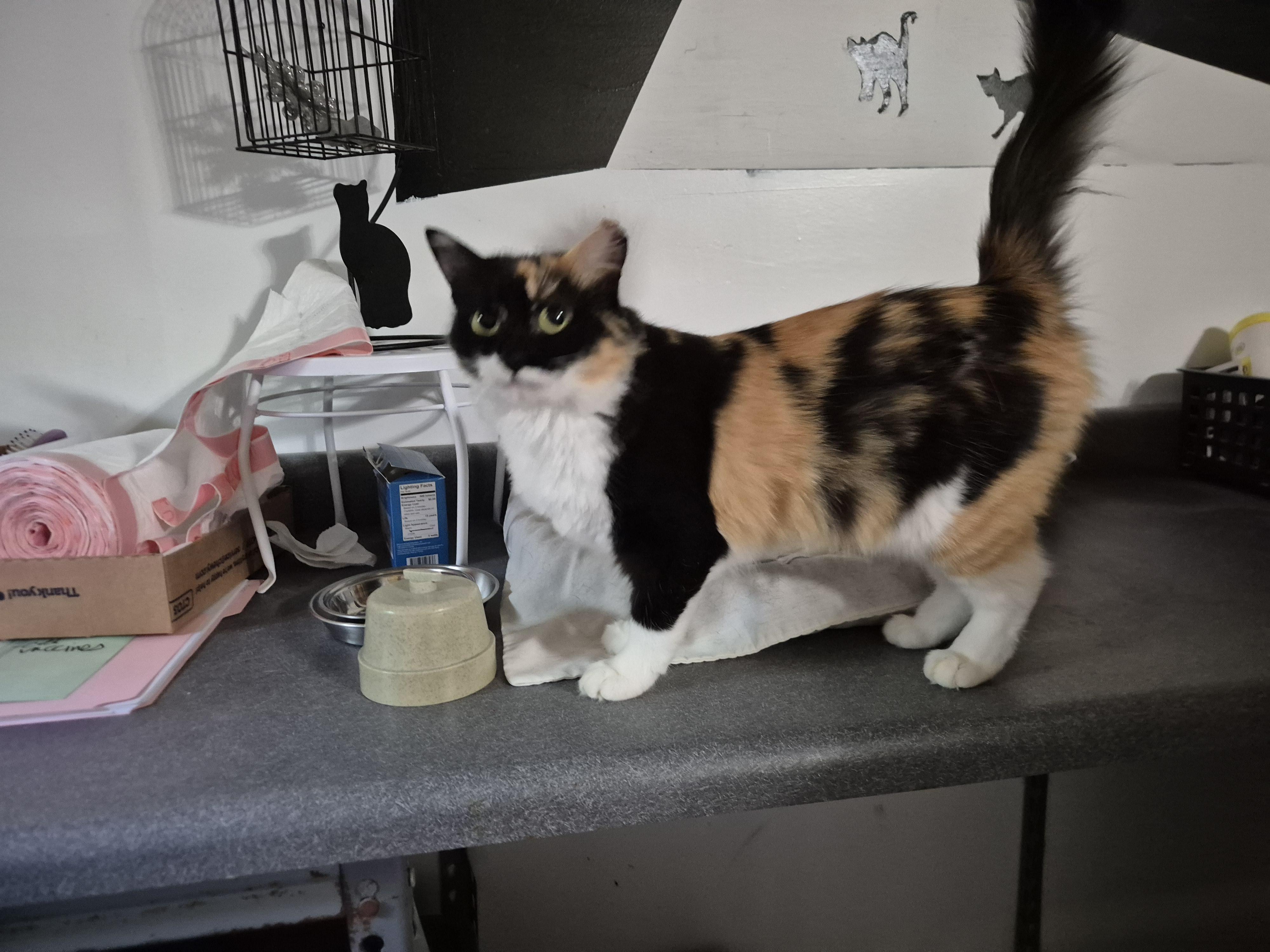 Enlarge Brie- Courtesy Post, a Adopted mixed breed in Concord, NC image 3/6
