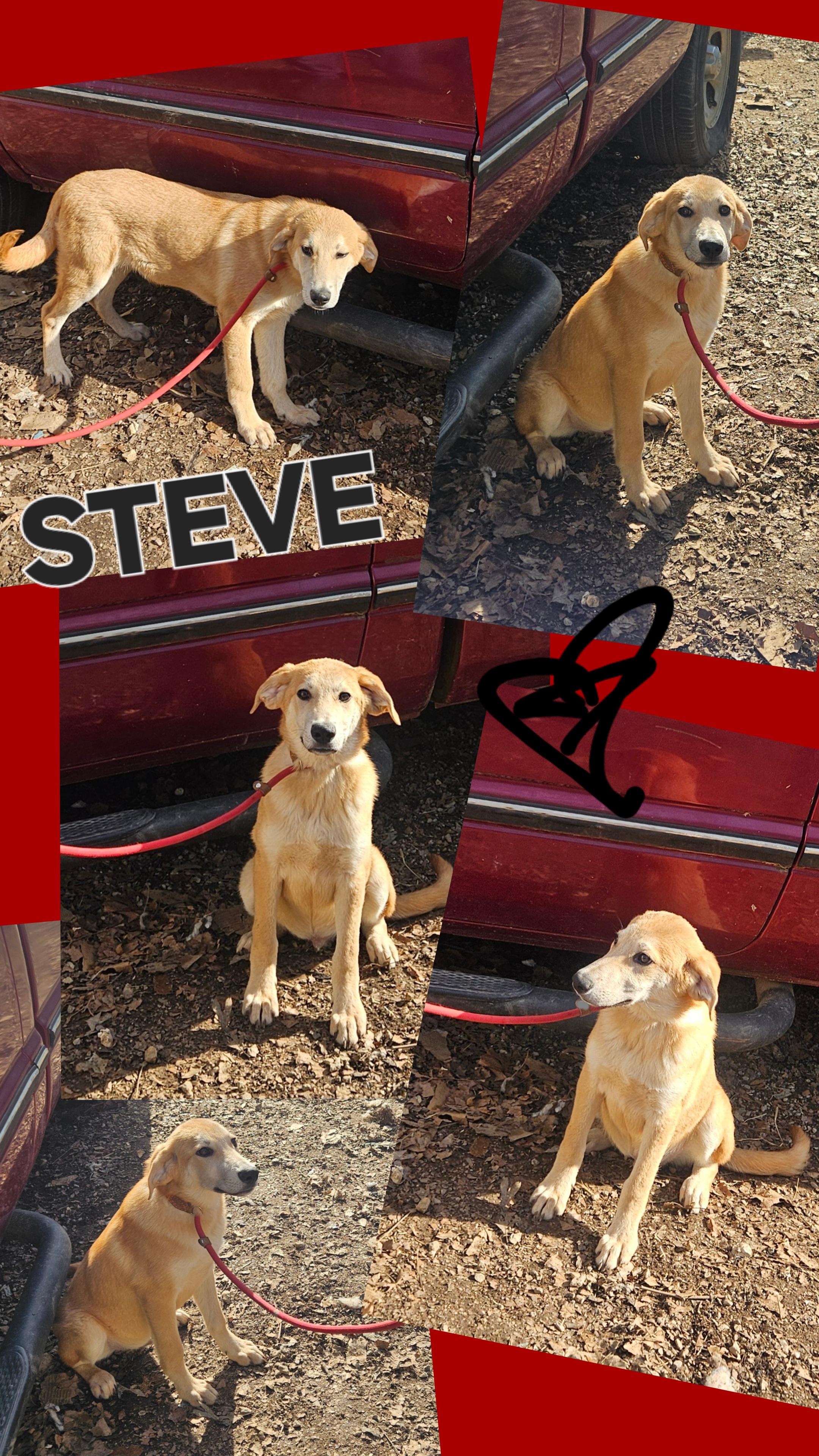 Steve thumbnail 2