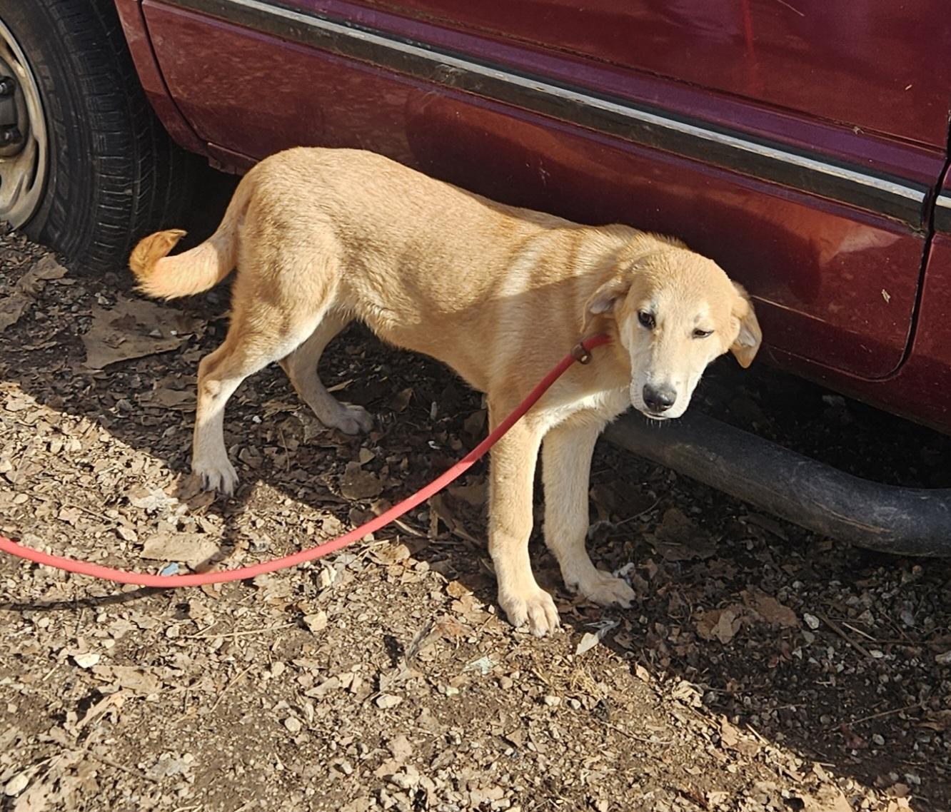 Enlarge Steve - Come Meet Me!, a ADOPTABLE mixed breed in Medfield, MA image 3/5