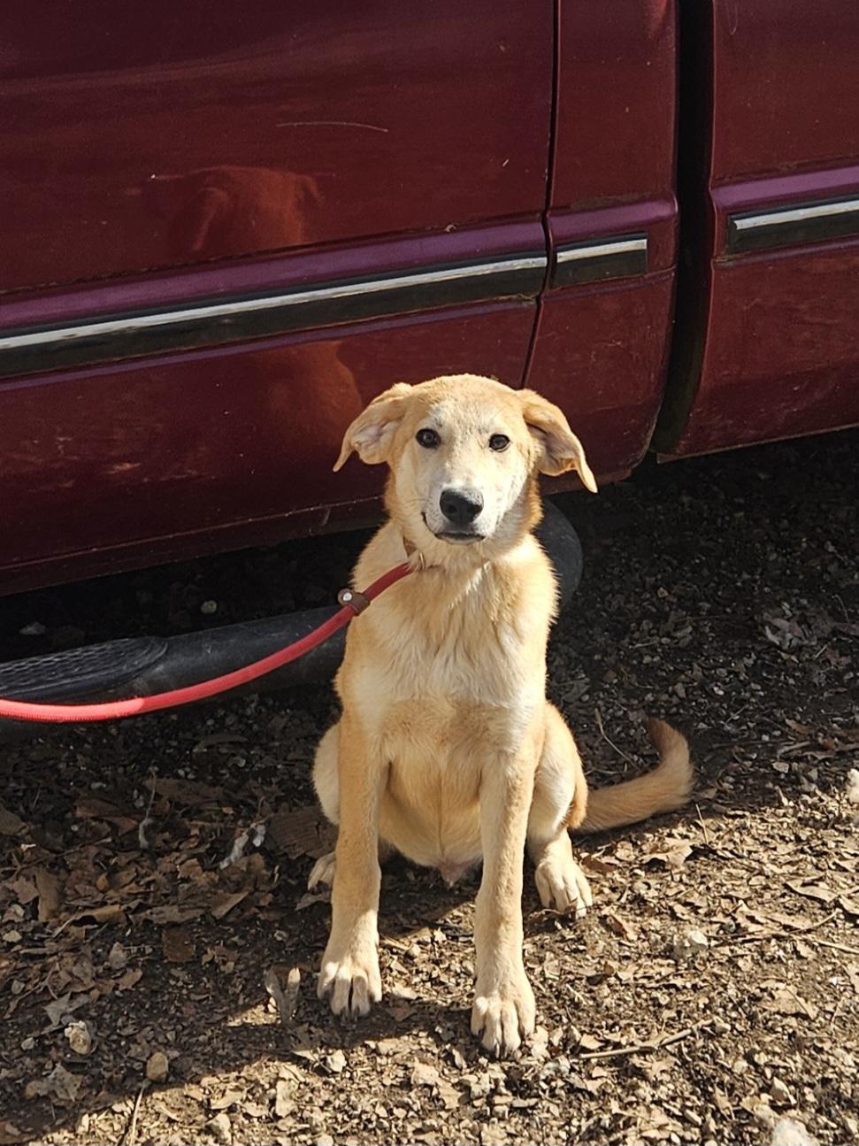 Enlarge Steve - Come Meet Me!, a ADOPTABLE mixed breed in Medfield, MA image 1/5