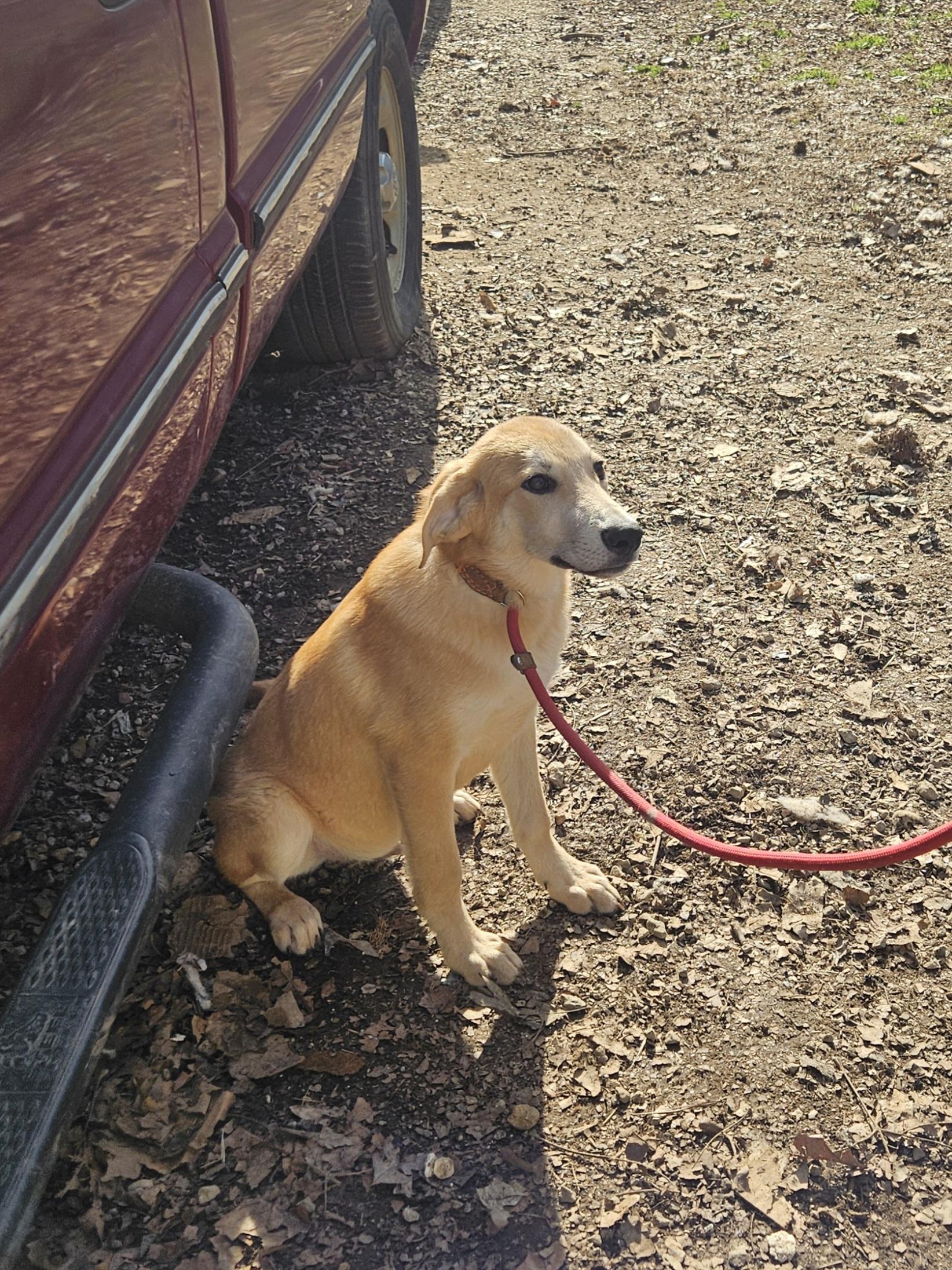 Enlarge Steve - Come Meet Me!, a ADOPTABLE mixed breed in Medfield, MA image 2/5