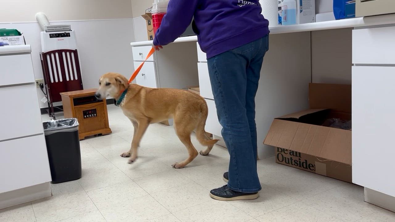 Enlarge Steve - Come Meet Me!, a ADOPTABLE mixed breed in Medfield, MA video 5/5