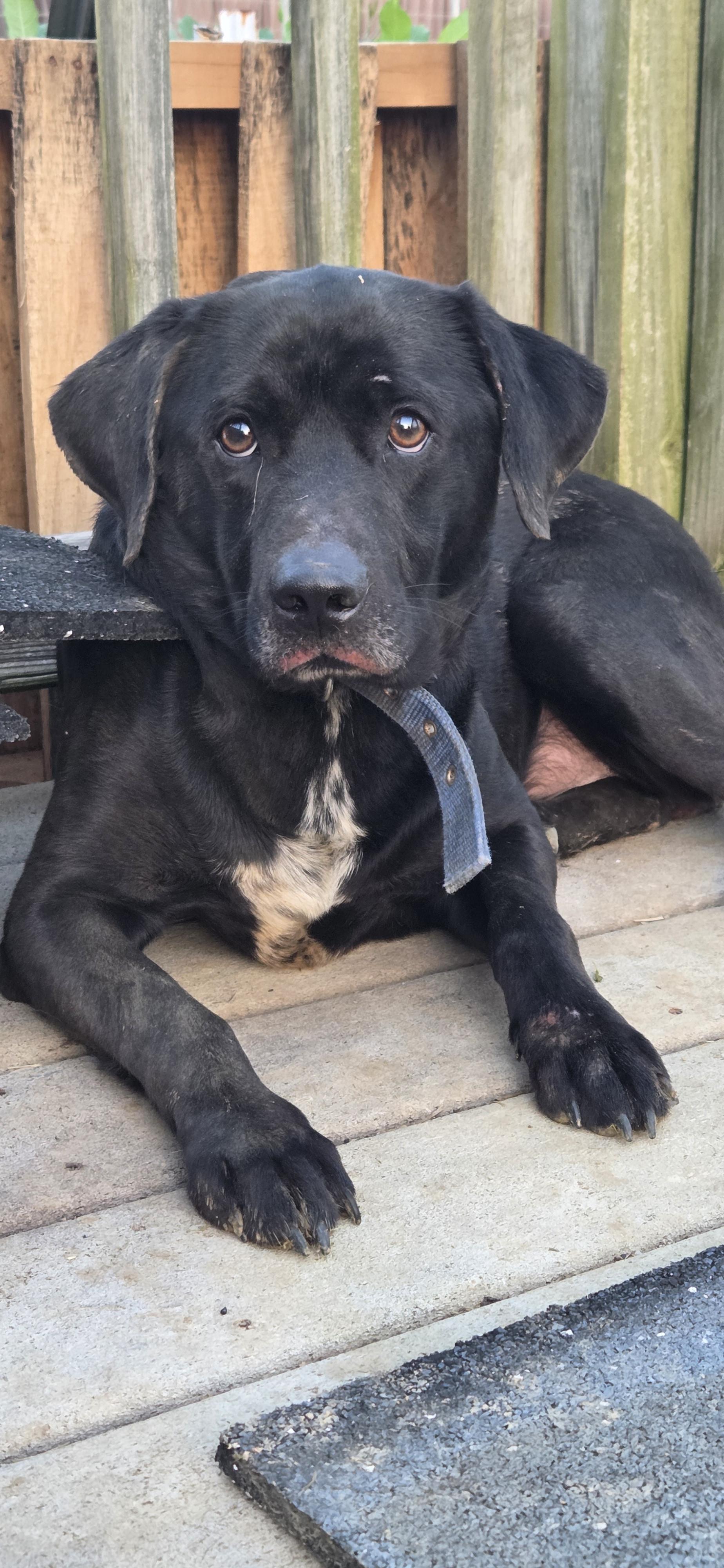 Danny, adoptable, Adult Male Black Labrador Retriever.
