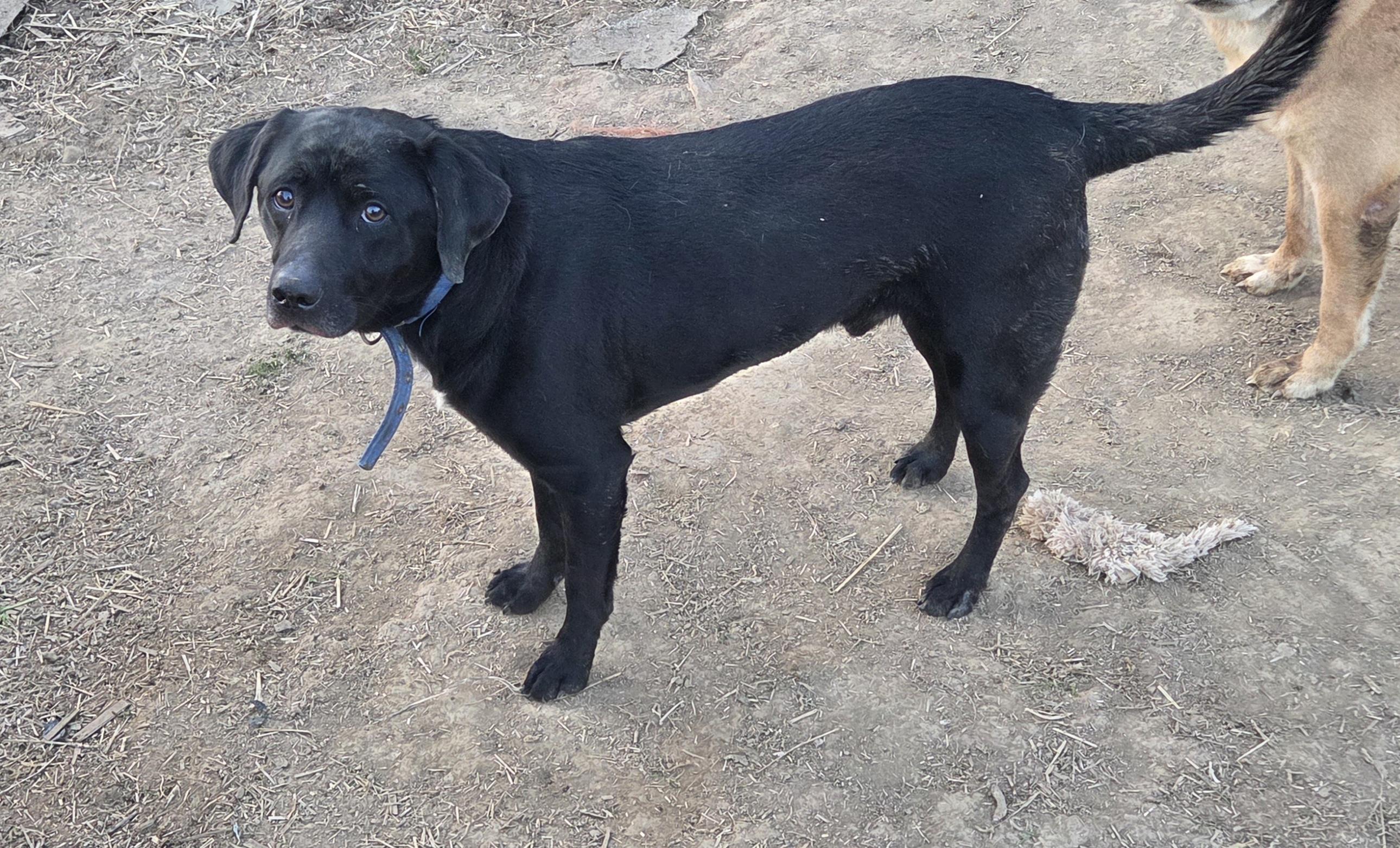 Enlarge Danny, an adoptable mixed breed in Evansville, IN image 3/3