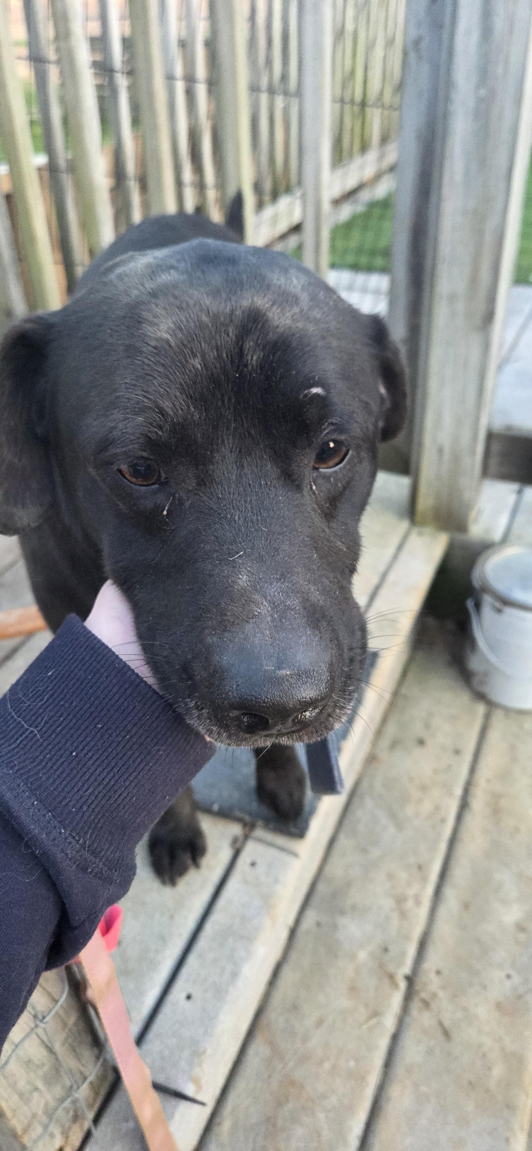Enlarge Danny, an adoptable mixed breed in Evansville, IN image 2/3