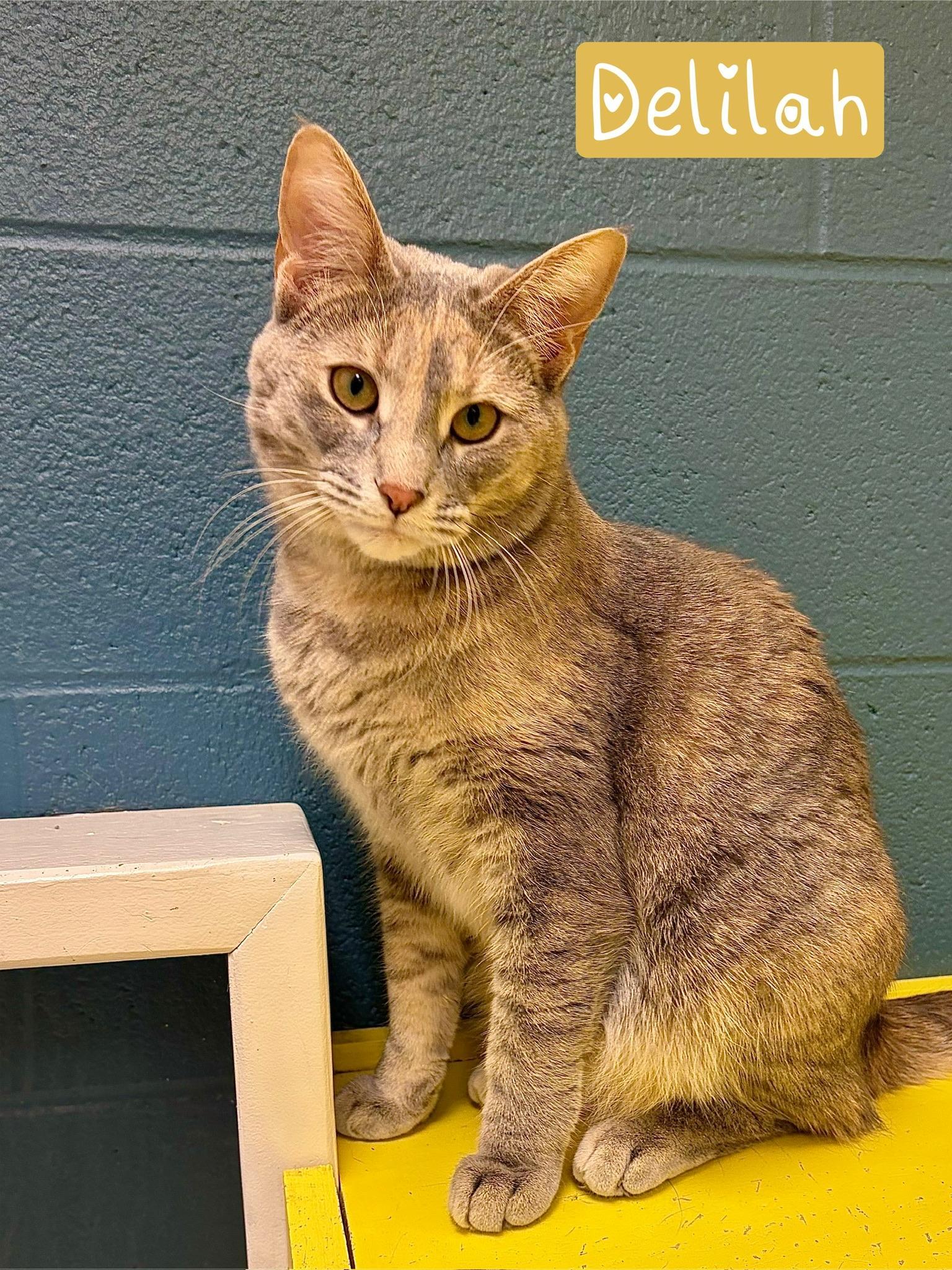 Delilah, adoptable, Young Female Tabby.