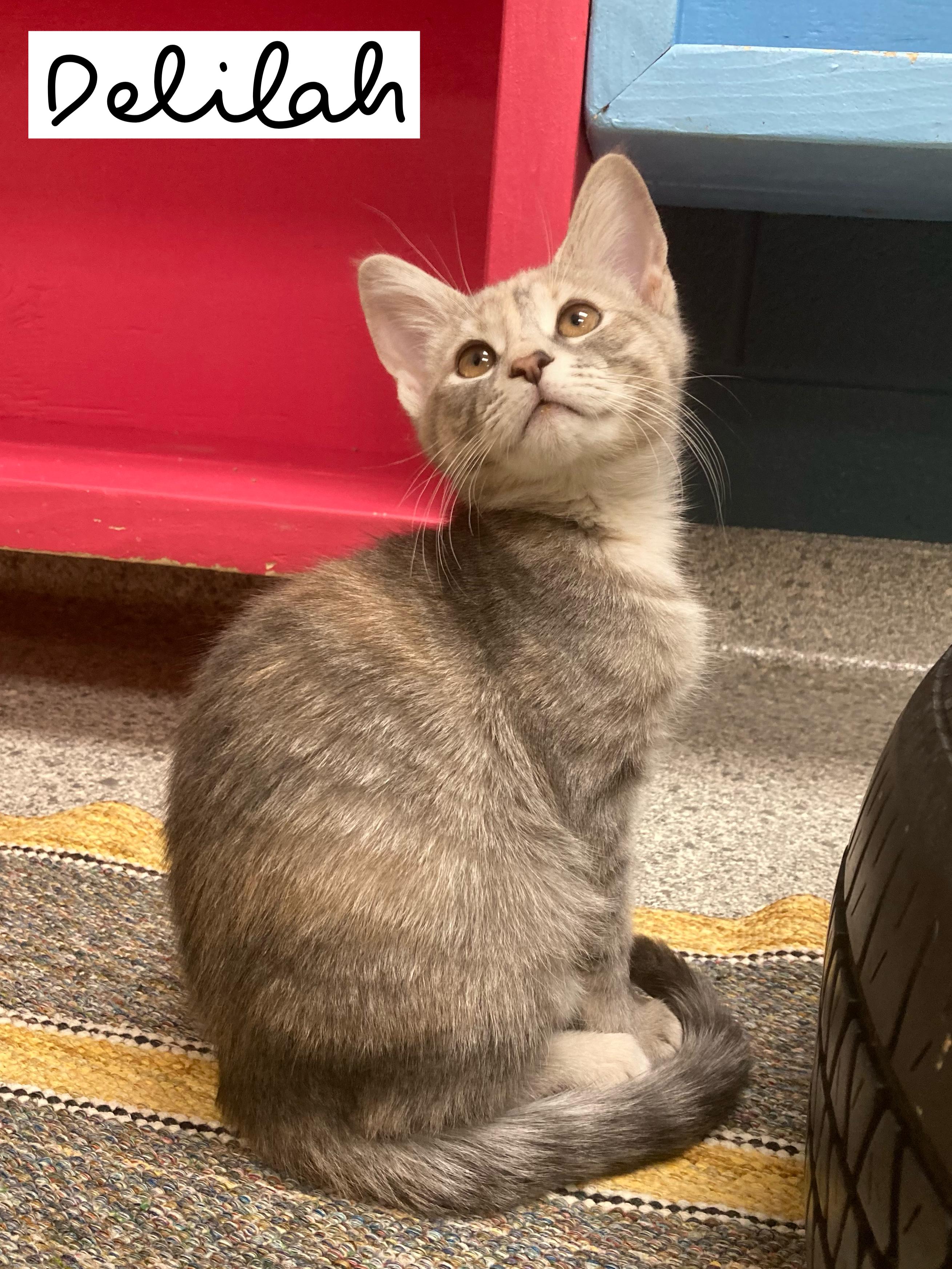 Enlarge Delilah, an adoptable Tabby in Valparaiso, IN image 2/5