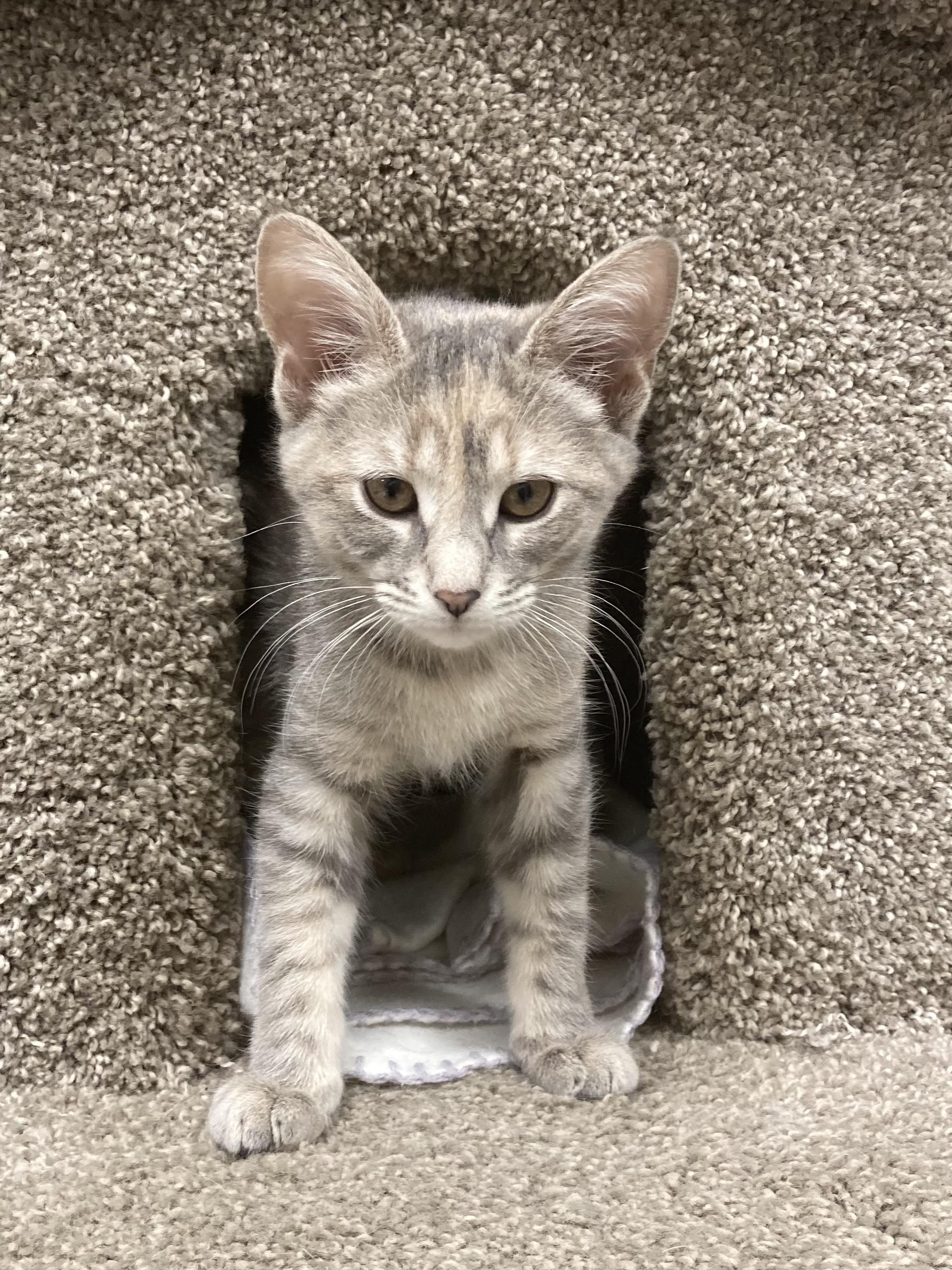 Enlarge Delilah, an adoptable Tabby in Valparaiso, IN image 5/5