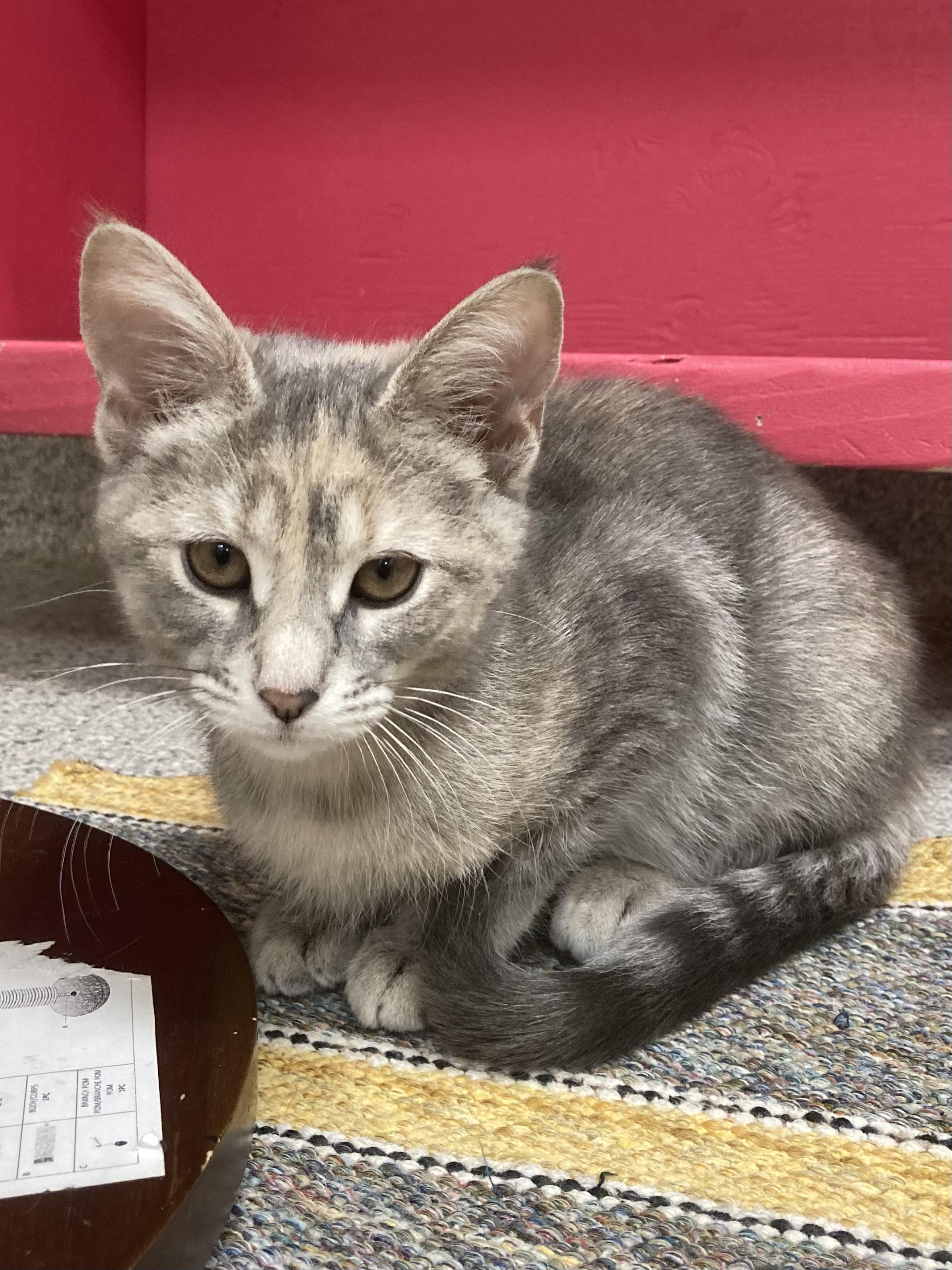 Enlarge Delilah, an adoptable Tabby in Valparaiso, IN image 3/5